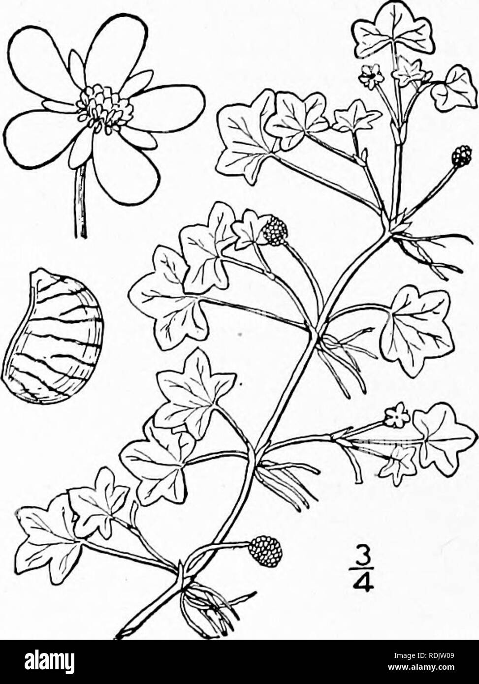 . An illustrated flora of the northern United States, Canada and the British possessions, from Newfoundland to the parallel of the southern boundary of Virginia, and from the Atlantic Ocean westward to the 102d meridian. Botany; Botany. I. Batrachium trichophyllum (Chaix) F. Schultz. White Water-Crowfoot. Fig. 1927. Ranunculus irichophyllus Chaix in Vill. Hist. PI. Dauph. i: 335- 1786- Batrachium trichophyllum F. Schultz, Arch. Fl. France et All. I : 107. 1848. Ranunculus aquatilis var, irichophyllus A. Gray, Man. Ed. 5, 40. 1867. R. aquatilis var. caespitosus DC. Prodr. i : 26. 1824. R. aquat Stock Photo