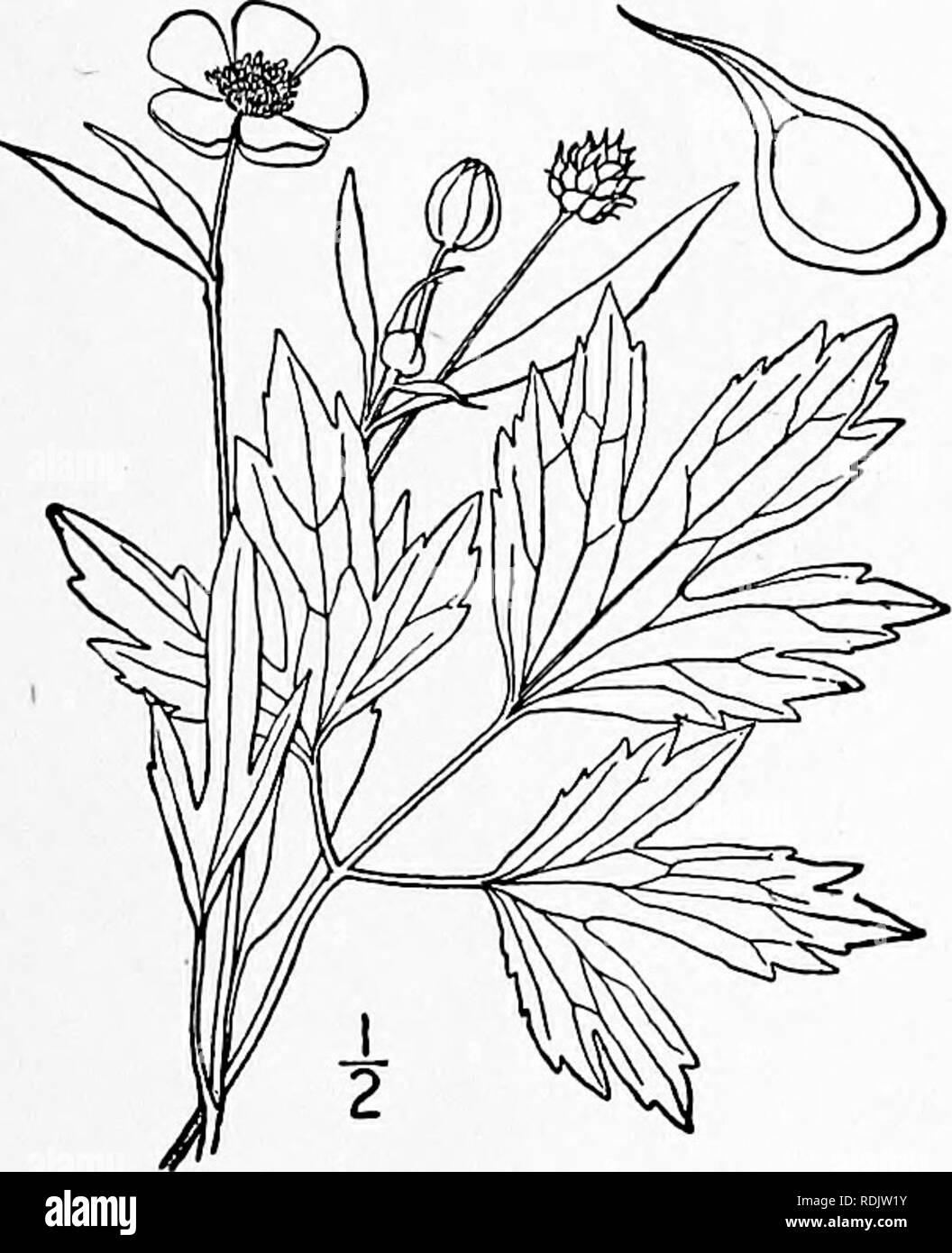 . An illustrated flora of the northern United States, Canada and the British possessions, from Newfoundland to the parallel of the southern boundary of Virginia, and from the Atlantic Ocean westward to the 102d meridian. Botany; Botany. 26. Ranunculus septentrionalis Poir. Swamp or Marsh Buttercup. Fig. 1920. Ranunculus septentrionalis Poir. in Lam. Encycl. 6: 125. 1804. Roots simply fibrous; plant branching, i°-3° high, glabrous, or pubescent, the later branches procum- bent and sometimes rooting at the nodes. Leaves large, petioled, 3-divided; divisions mostly stalked, usually cuneate at the Stock Photo