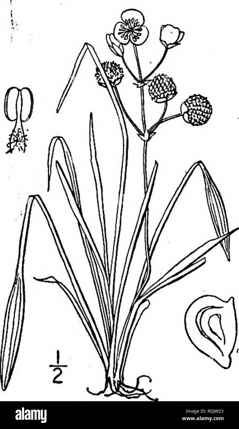 . An illustrated flora of the northern United States, Canada and the British possessions, from Newfoundland to the parallel of the southern boundary of Virginia, and from the Atlantic Ocean westward to the 102d meridian. Botany; Botany. Genus 5. WATER PLANTAIN FAMILY 13. Sagittaria Eatonii J. G. Smith. Eaton's Sagittaria. Fig. 243. Sagittaria Eatonii J. G. Smith, Rep. Mo. Bot. Gard. 11: 150. 1899. Monoecious, scape very slender, 4'-6' tall, Leaves represented by flat phyllodia which are attenuate from broad bases and often also by longer blade-tipped petioles, the blades linear or narrowly lin Stock Photo