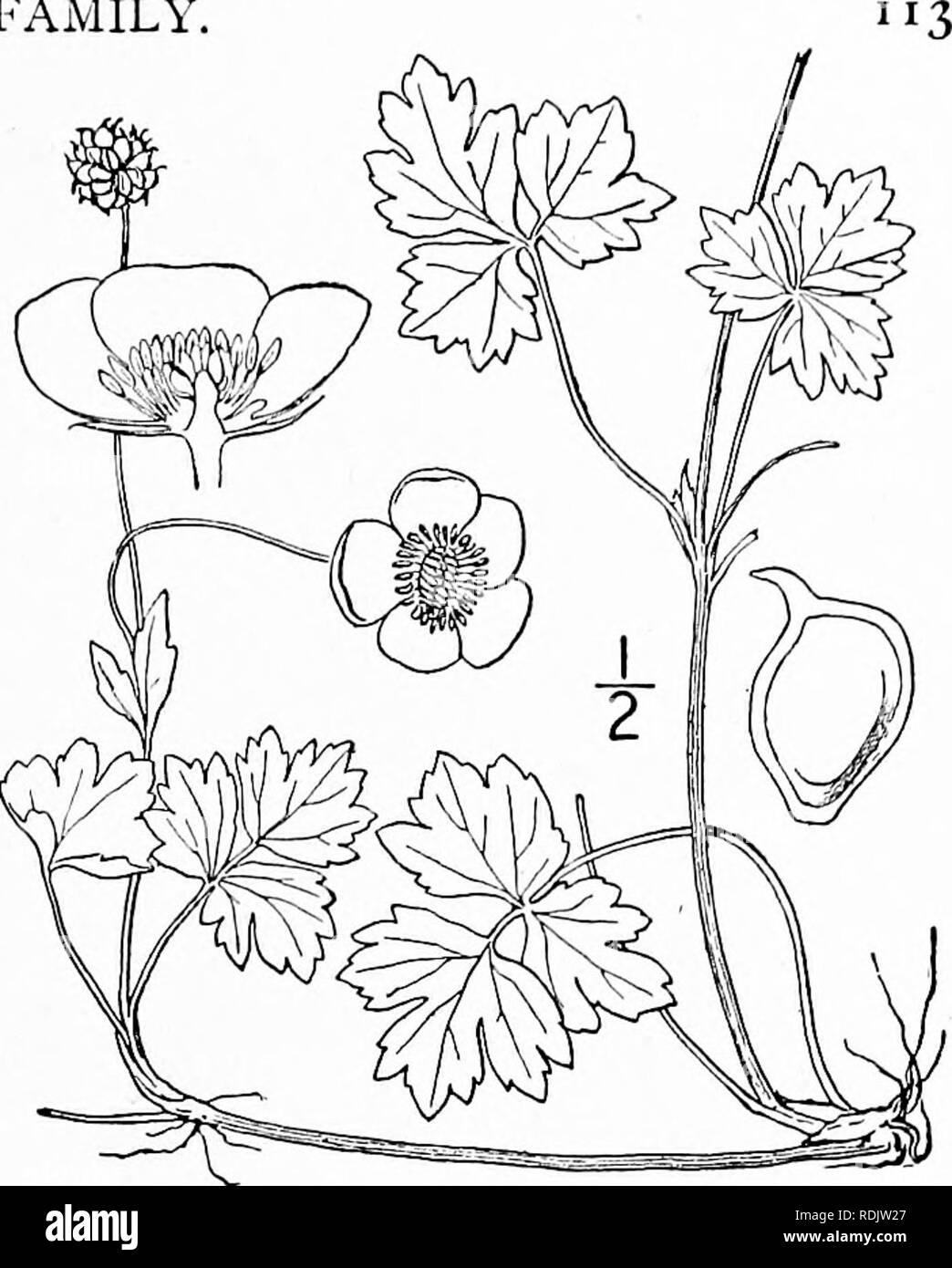 . An illustrated flora of the northern United States, Canada and the British possessions, from Newfoundland to the parallel of the southern boundary of Virginia, and from the Atlantic Ocean westward to the 102d meridian. Botany; Botany. Genus 20. CROWFOOT FAMILY. 25. Ranunculus repens L. Creeping Buttercup. Gold-balls. Fig. 1919. Ranunculus repens L. Sp. PI. 554. 1753- R. Clintoni Beck, Bot. N. &amp; Mid. States 9. 1833. Generally hairy, sometimes only slightly so, spreading by runners and forming large patches. Leaves petioled, 3-divided, the ter- minal division, or all three stalked, all ova Stock Photo