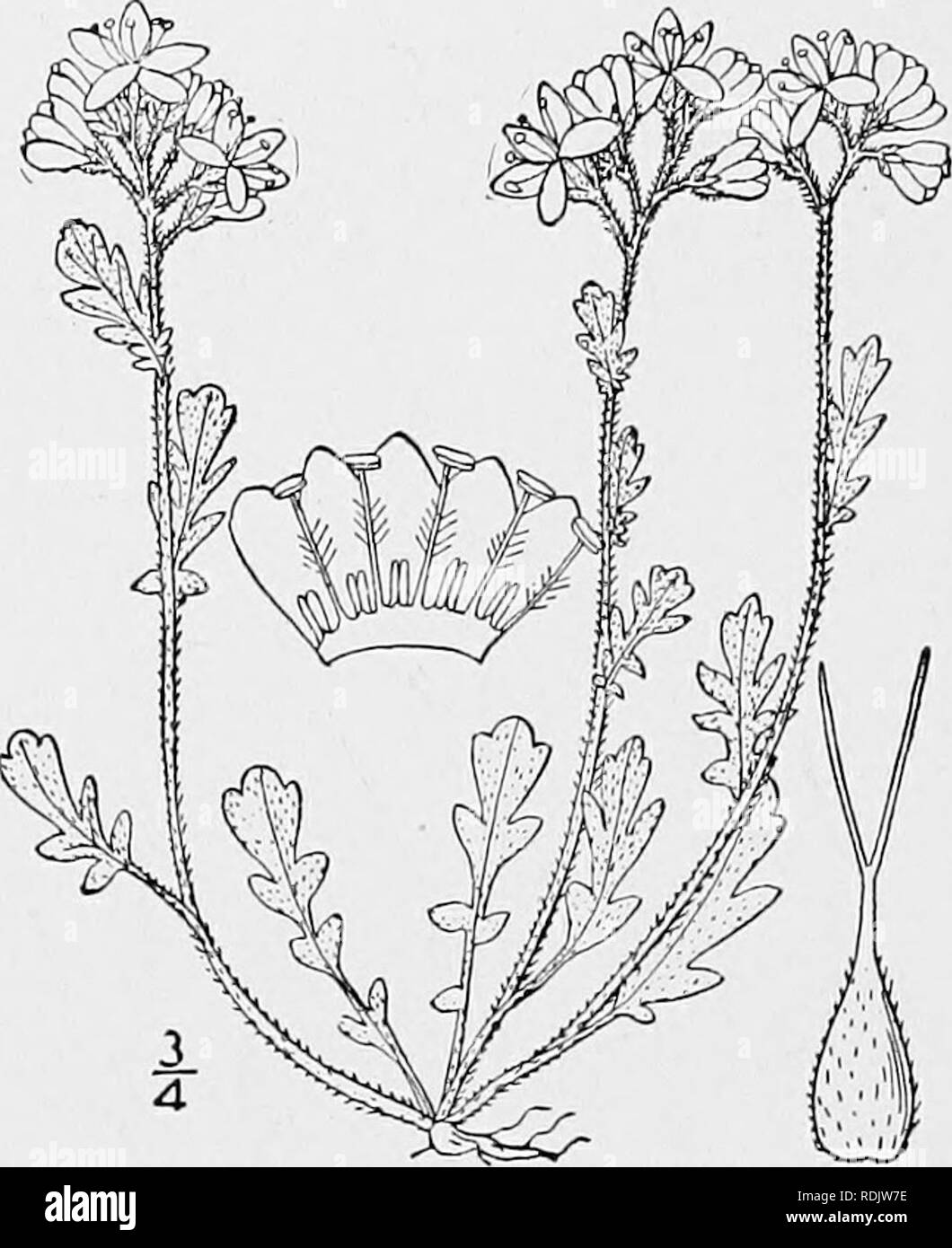 . An illustrated flora of the northern United States, Canada and the British possessions, from Newfoundland to the parallel of the southern boundary of Virginia, and from the Atlantic Ocean westward to the 102d meridian. Botany; Botany. 70 HYDROPHYLLACEAE. Vol. III.. 6. Phacelia hirsuta Nutt. Hairy Phacelia. Fig- 3495- Phacelia hirsuta Nutt. Trans. Am. Phil. Soc. (II.) 5: 191. 1834-37. Phacelia parviflora var. hirsuta A. Gray, Proc. Am. Acad. 10: 321. 1875. Similar to the preceding species but usually stouter and larger, hirsute-pubescent. Leaves petioled, pinnatifid or deeply pinnately divide Stock Photo