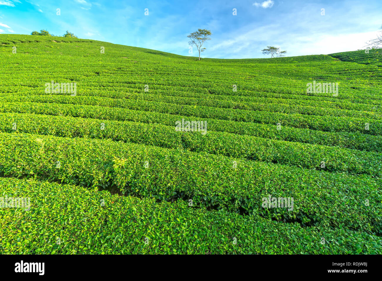 Green tea hill in the highlands in the morning. This tea plantation ...