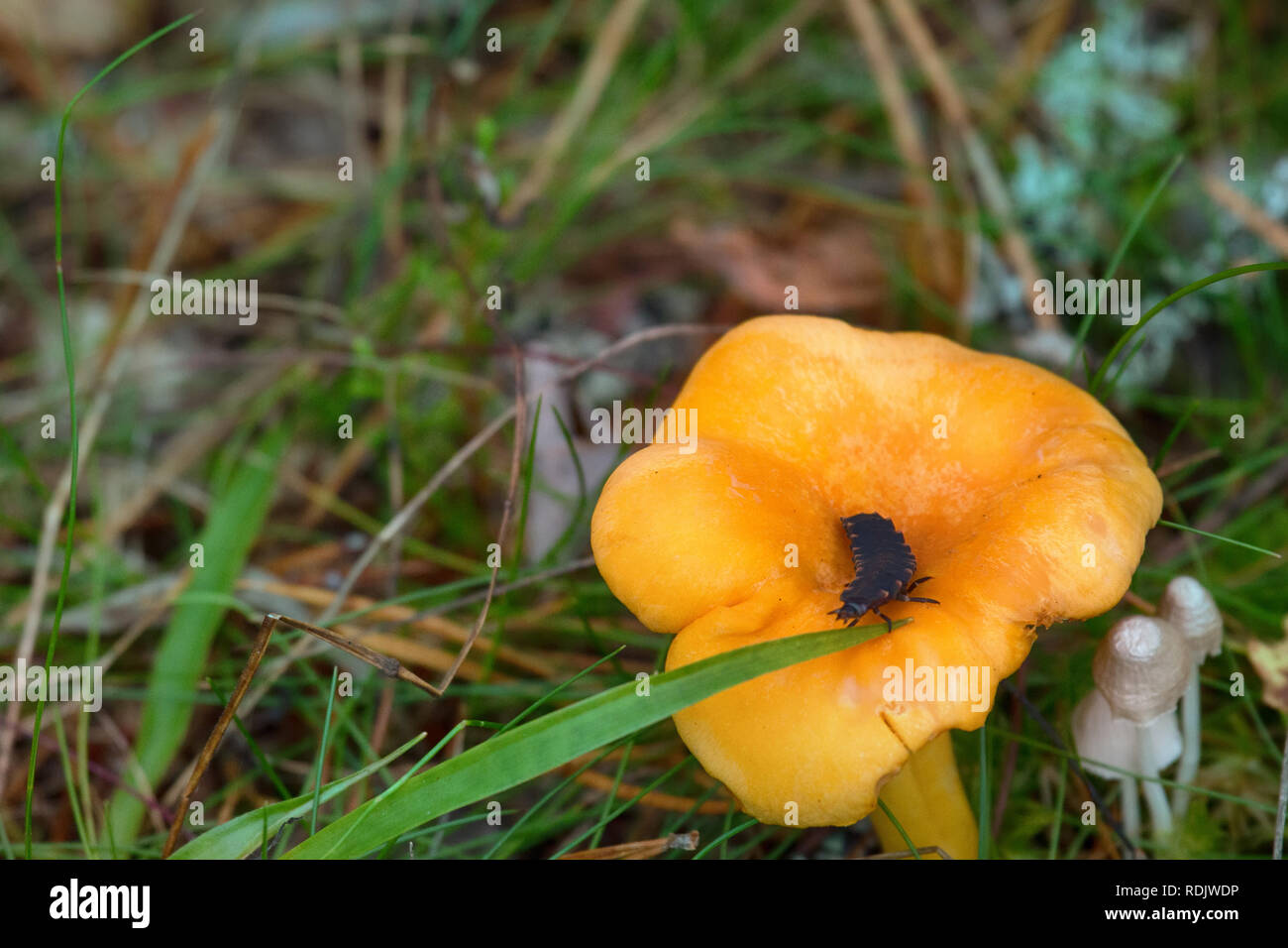 Larva, maggot of Common Firefly (fireworm, lighting bee tie, Lampyris noctiluca) moved from yellow mushroom (chanterelle). Forest ecosystem, forest fi Stock Photo