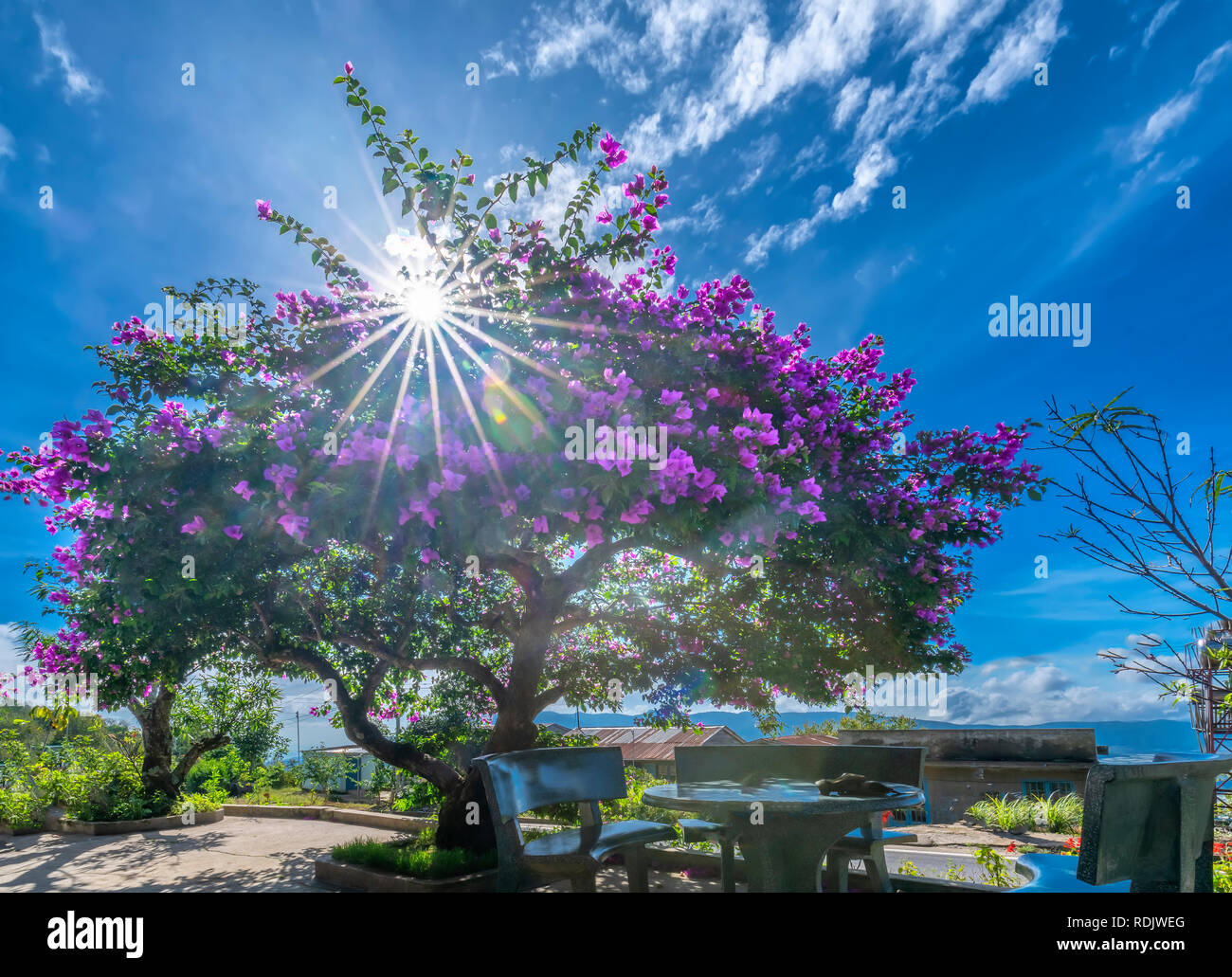 Bougainvillea tree colorful purple blooms under the bright morning sun. Stock Photo