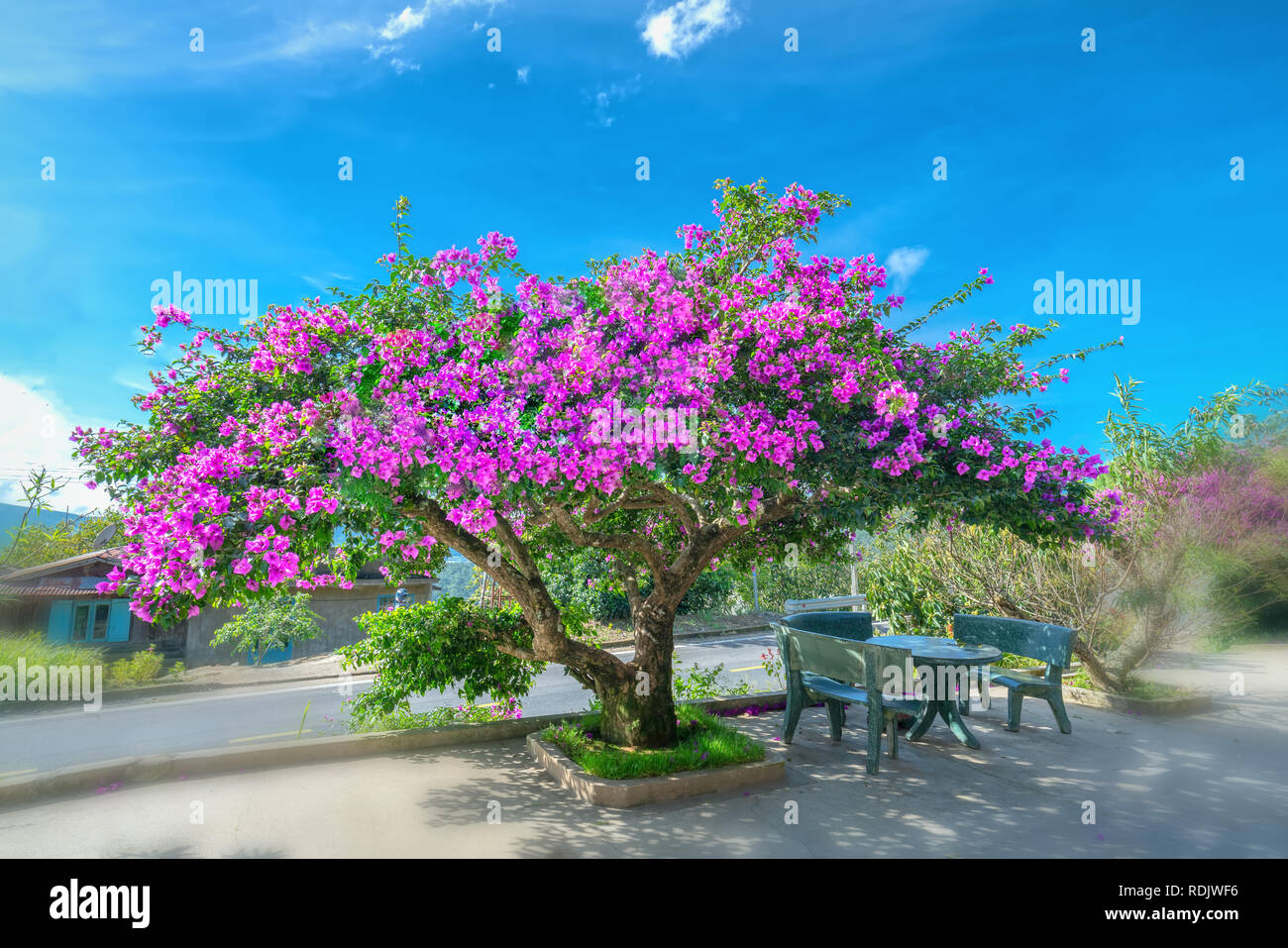 Bougainvillea tree colorful purple blooms under the bright morning sun. Stock Photo