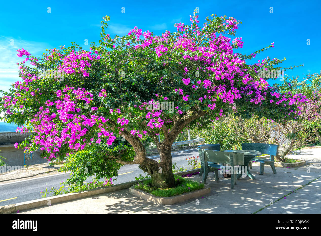 Bougainvillea tree colorful purple blooms under the bright morning sun. Stock Photo