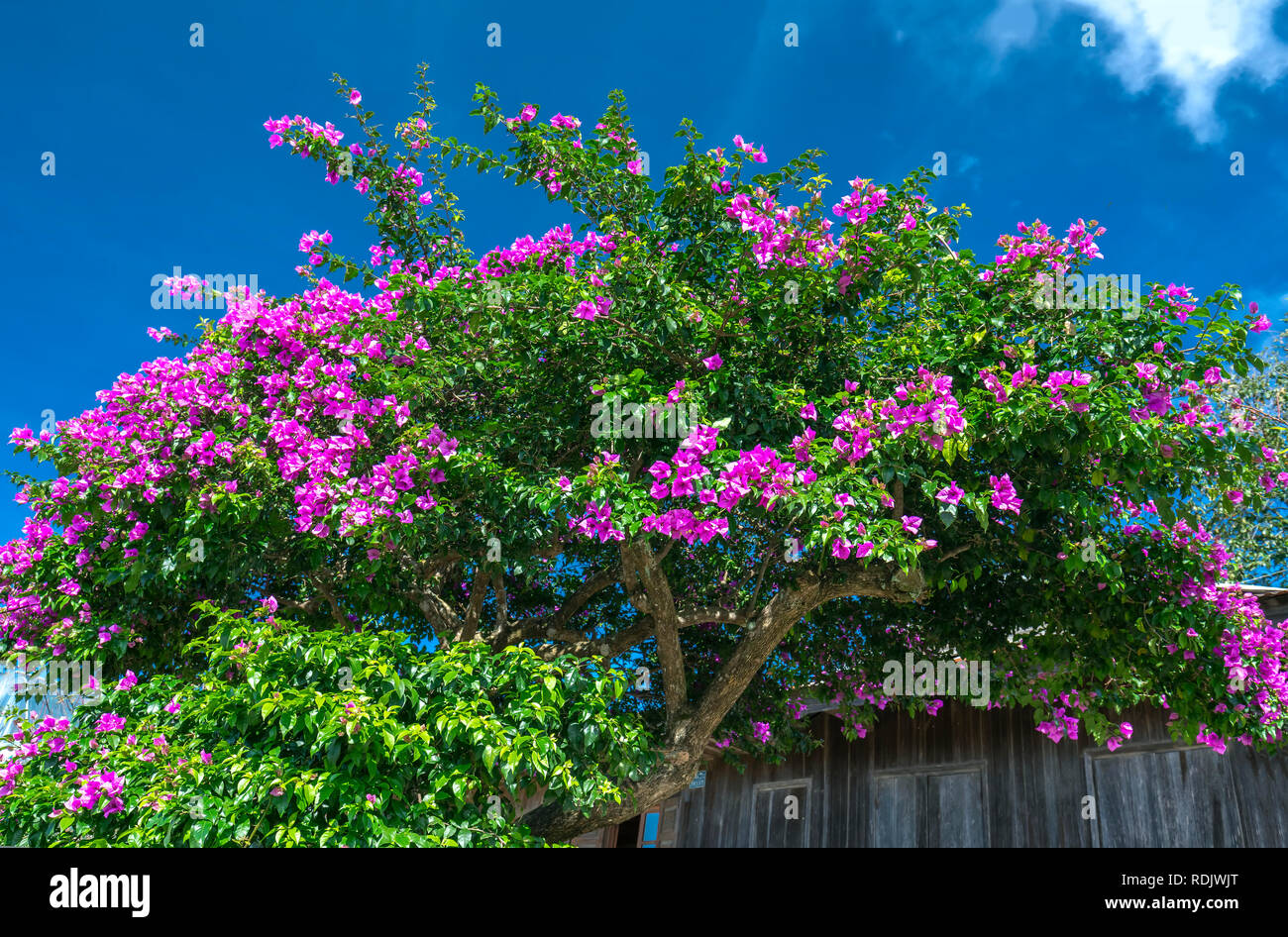Bougainvillea tree colorful purple blooms under the bright morning sun. Stock Photo