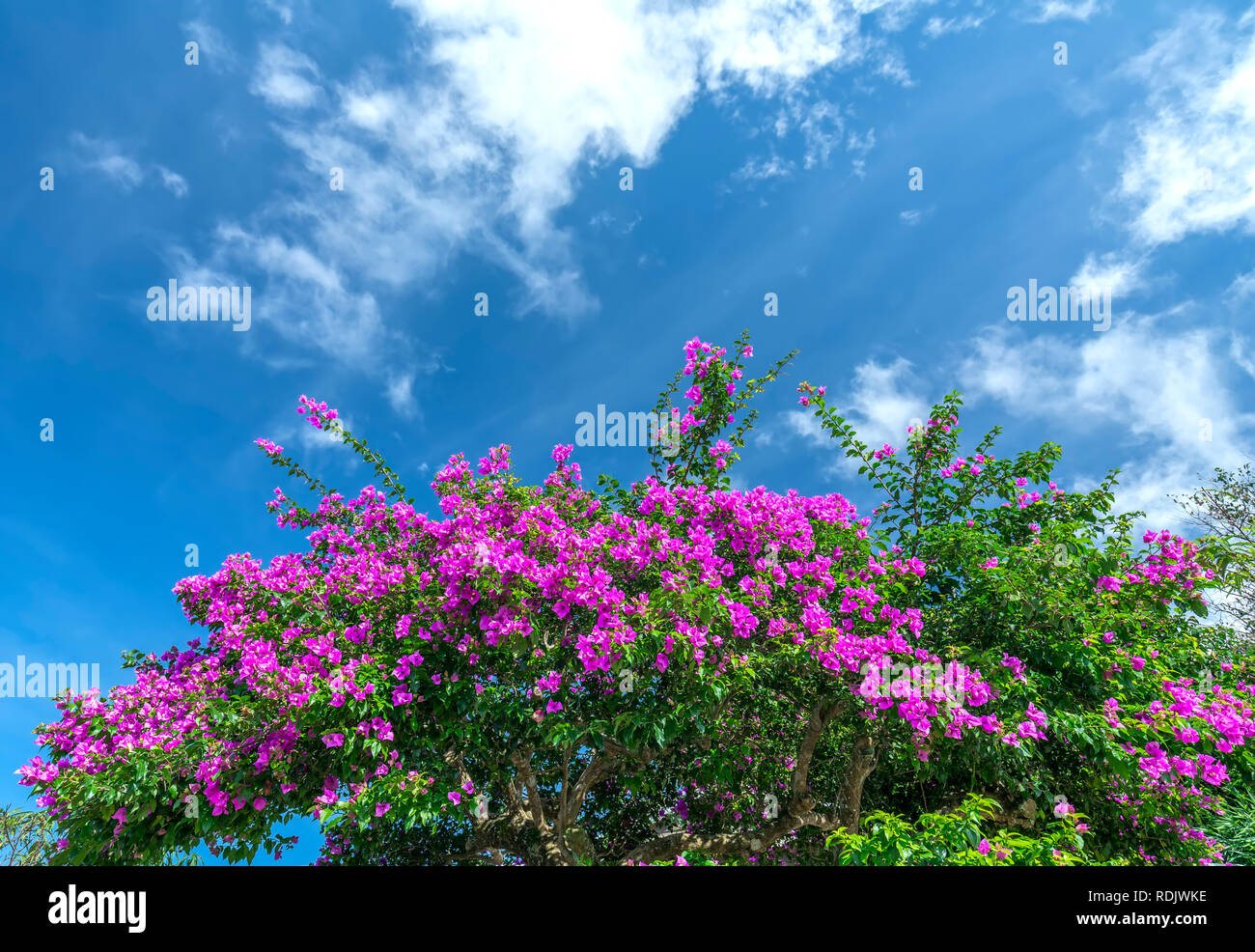 Bougainvillea tree colorful purple blooms under the bright morning sun. Stock Photo