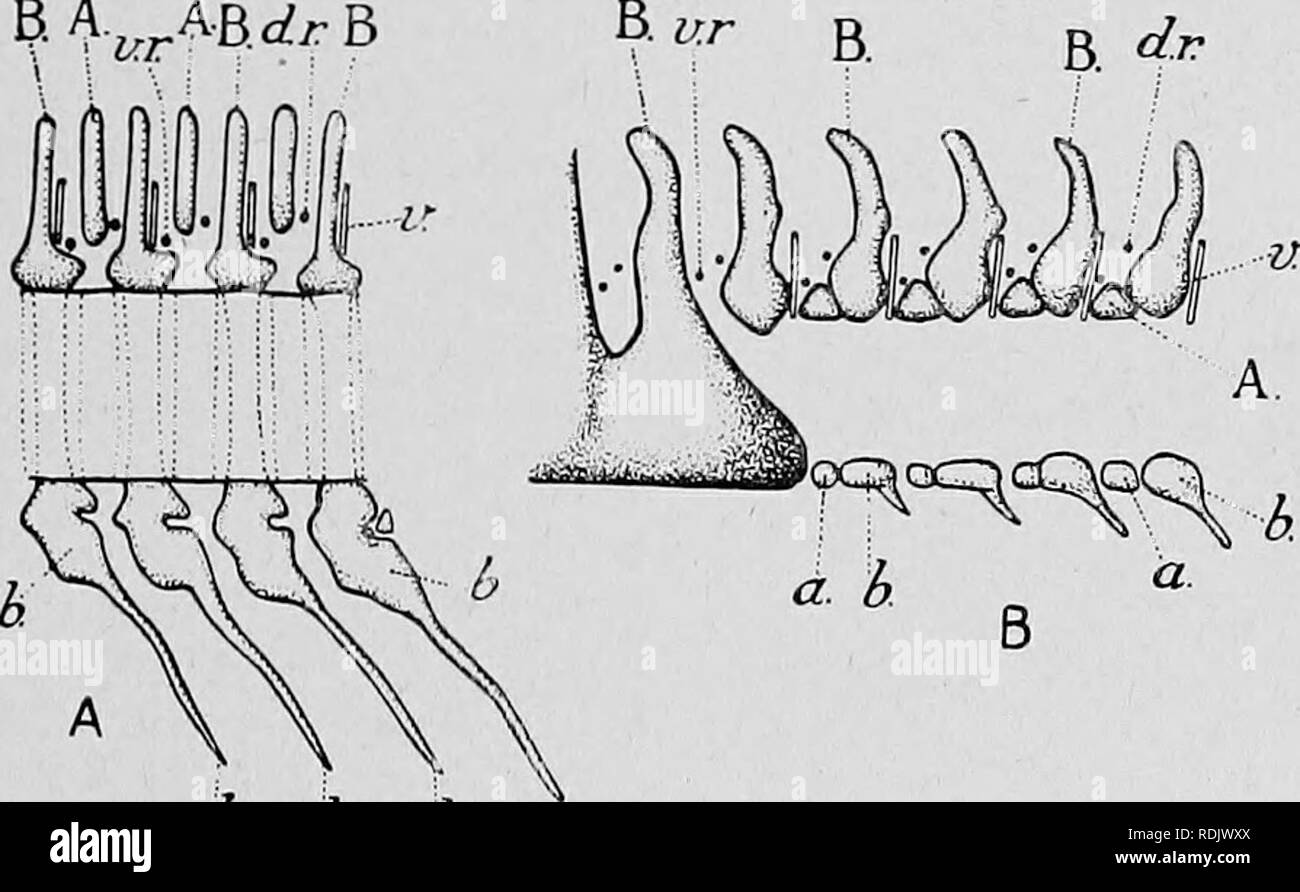 . Text-book of embryology. Embryology. NEUKAL AECHES 295 ment of the arches is that which occurs in the hinder trunk region of the Lamprey (Fig- 146). In this animal, as is well known, the dorsal (sensory) and ventral (motor) nerve-roots are still separate and are spaced out alternating with one another at approximately equal distances along the sides of the spinal cord. The dorsal arch elements alternate, in their turn, with the nerve-roots, so that there are, on each side, an anterior (A) and a posterior (B) neural arch- element within the limits of a single myotome.1 It should be noticed pa Stock Photo