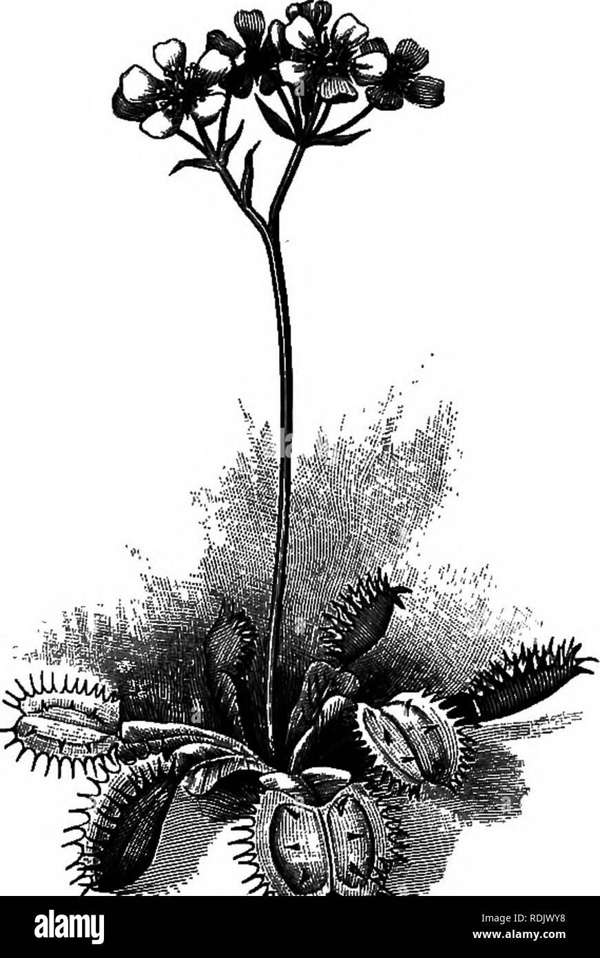 . Foundations of botany. Botany; Botany. INSECTIVOROUS PLANTS 343 caught by a sticky secretion which proceeds from hairs on the leaves. In one of the commonest sundews the leaves consist of a roundish blade, borne on a moderately long petiole. On the inner surface and round the margin of the blade (Fig. 239) are borne a considerable number of short bristles, each ter- minating in a knob which is covered with a clear, sticky liquid. When a small insect touches one of the sticky knobs, he is held fast and the hairs at once begin to close over him, as shown in Fig. 240. Here he soon dies and then Stock Photo