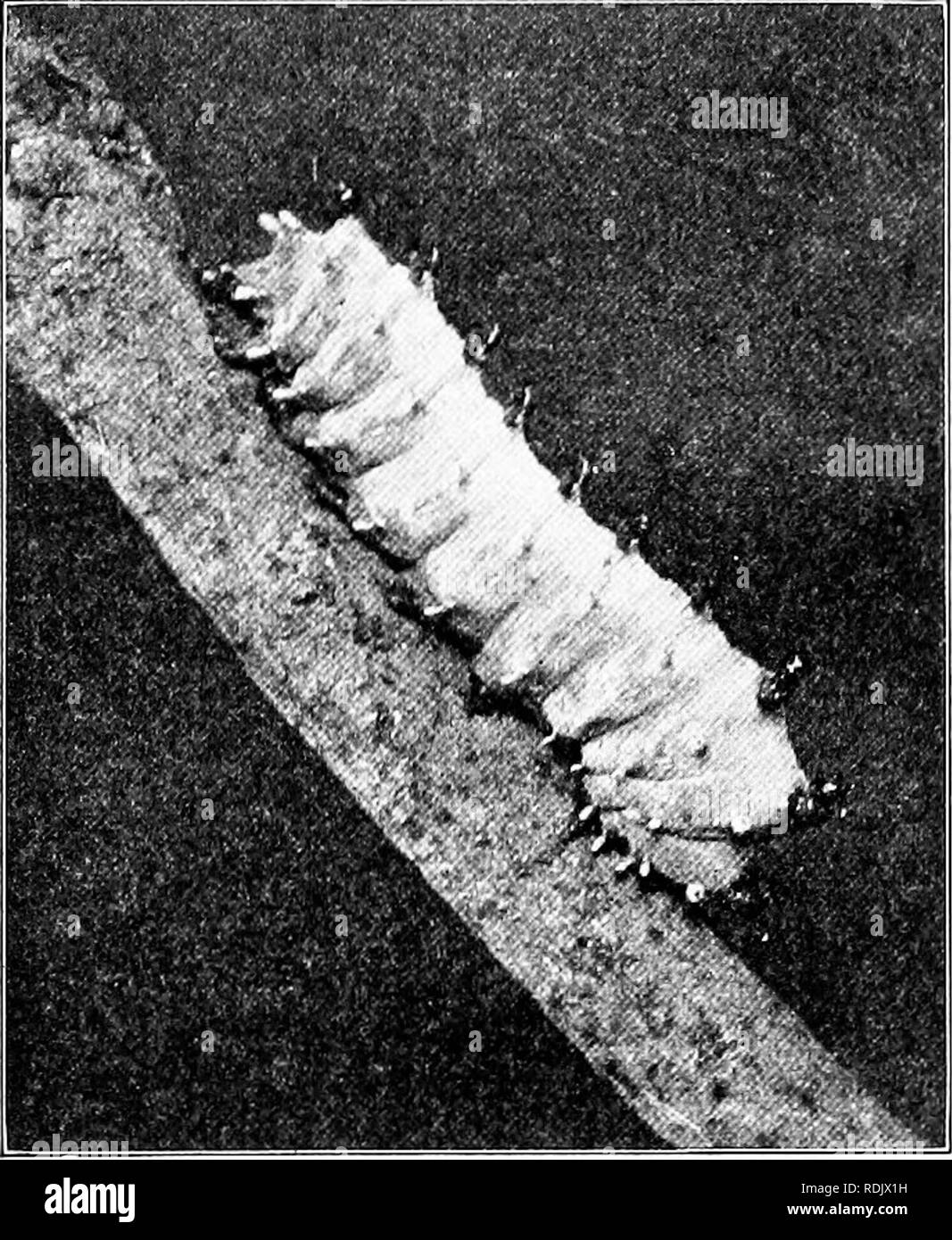 White lined sphinx moth caterpillar hi-res stock photography and images ...
