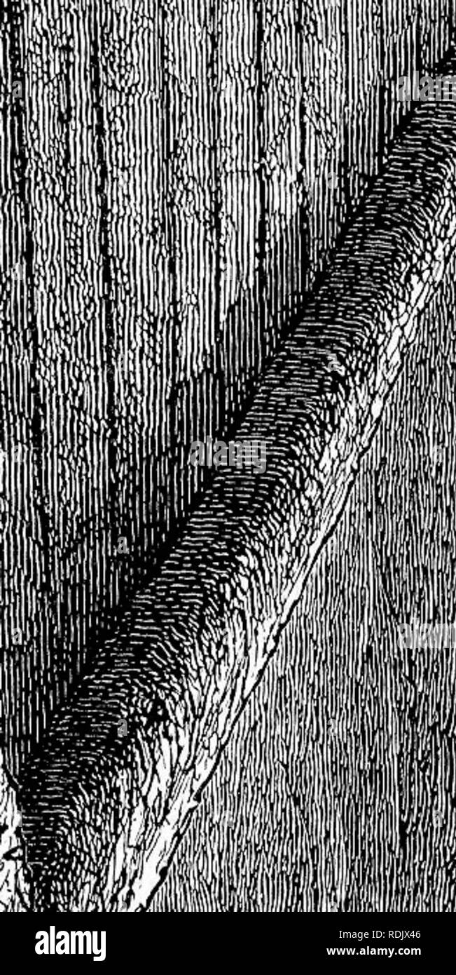 Journal Of A Tour In Marocco And The Great Atlas Botany Geology I 4 J Quot Gt I Jk A I 1 R F P Please Note