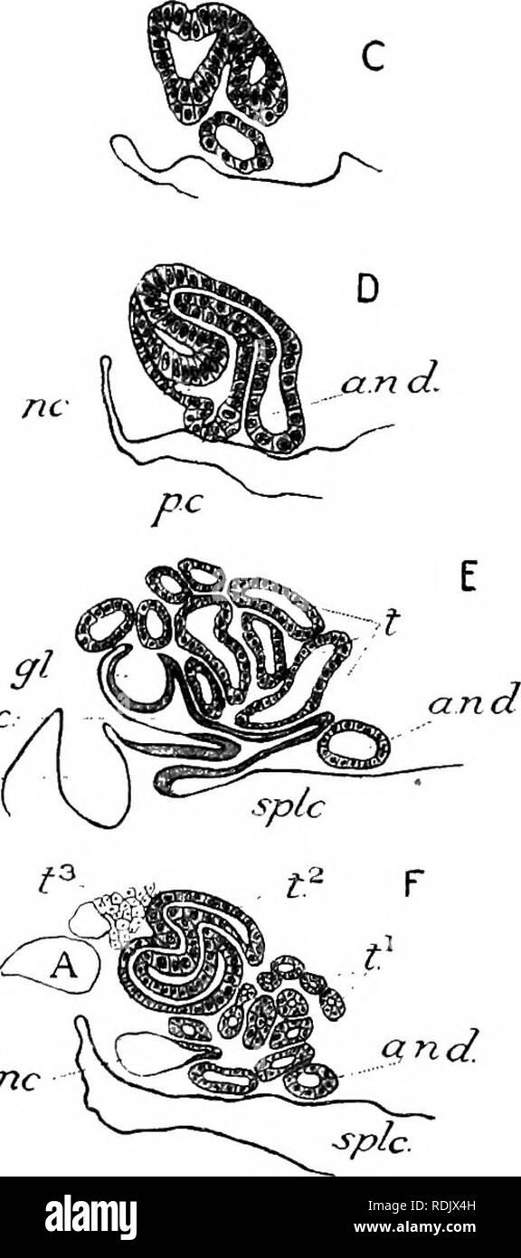 . Text-book of embryology. Embryology. n. B. nc Fig. 136.âTransverse sections showing various stages in the development of the opisthonephros. (After Furbringer, â 1877.) A, Triton alpestris ; B, Salamandra maculata, 14 mm. ; C, D, Salamandra maculata, 17 mm. ; JE, SalamandranuKulata, 21 mm.; F, Salamandra m,aculata, 25 mm. A, dorsal aorta; a.n.d, archinephric duct; g, gonad ; gl, glomerulus ; n, nephrotome; nc, nephrocoele ; p.c, rudiment of peritoneal canal; splc, splanchnocoele; t, tubule; Z1, t2, $, primary, secondary, and tertiary tubule rudiments. coils and windings as it does so (Fig. 1 Stock Photo
