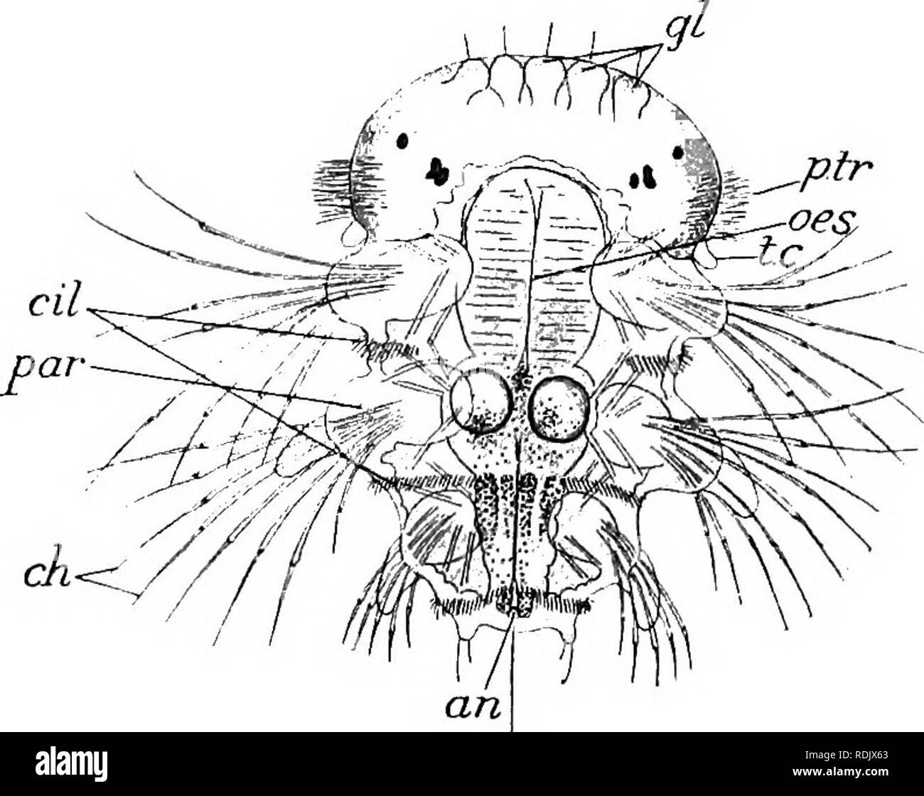 . Text-book of embryology. Embryology. 156 INVERTEBRATA CHAP. and left daughters, and these begin to found the mesodermic bands, Wilson has recently pointed out, however (1898), that 4d is sufficiently reminiscent of its endodermic origin to contribute six to ten small cells to the formation of the intestinal wall. When the larva of Nereis is fully developed, i.e. when the alimen- tary canal has become functional, it is not only provided with a post- troohal worm-body but this body shows the rudiments of no less than three pairs of parapodia, and this seems to be a general feature amongst many Stock Photo