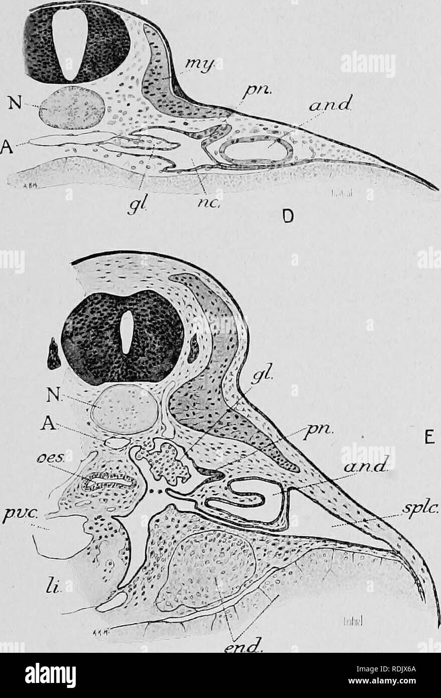 Dorsal Aorta Function