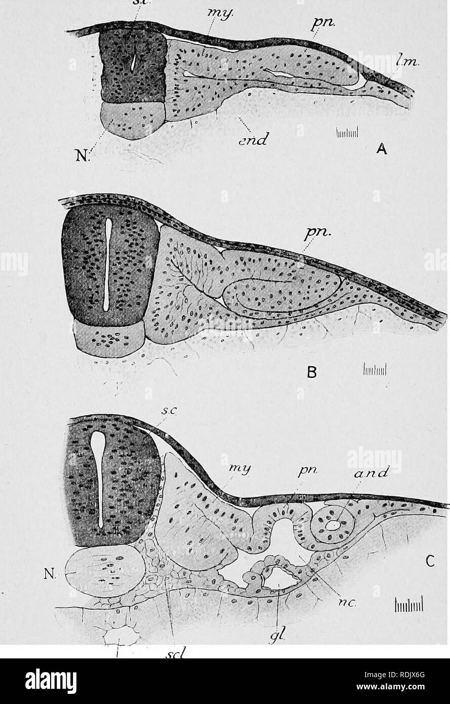 . Text-book of embryology. Embryology. 232 EMBRYOLOGY OF THE LOWER VERTEBRATES ch. it is only when nephrocoeles begin to appear (in the regions of the sc mi/. pn.. ent. Fig. 129.—Development of the pronephros in Lepidosiren as shown in transverse sections. A, stage 21; B, stage 21; C, stage 24 + . a.n.d, archinephric duct; end, endoderm; ent, enteric cavity ; gl, glomerulus ; l.m, lateral mesoderm ; myj myotome ; N, notochord ; nc, nephrocoele ; pw proDephric tubule ; s.c, spinal cord ; sel, sclerotome. fifth and sixth segments) that the segmented nature of the rudiment. Please note that these Stock Photo