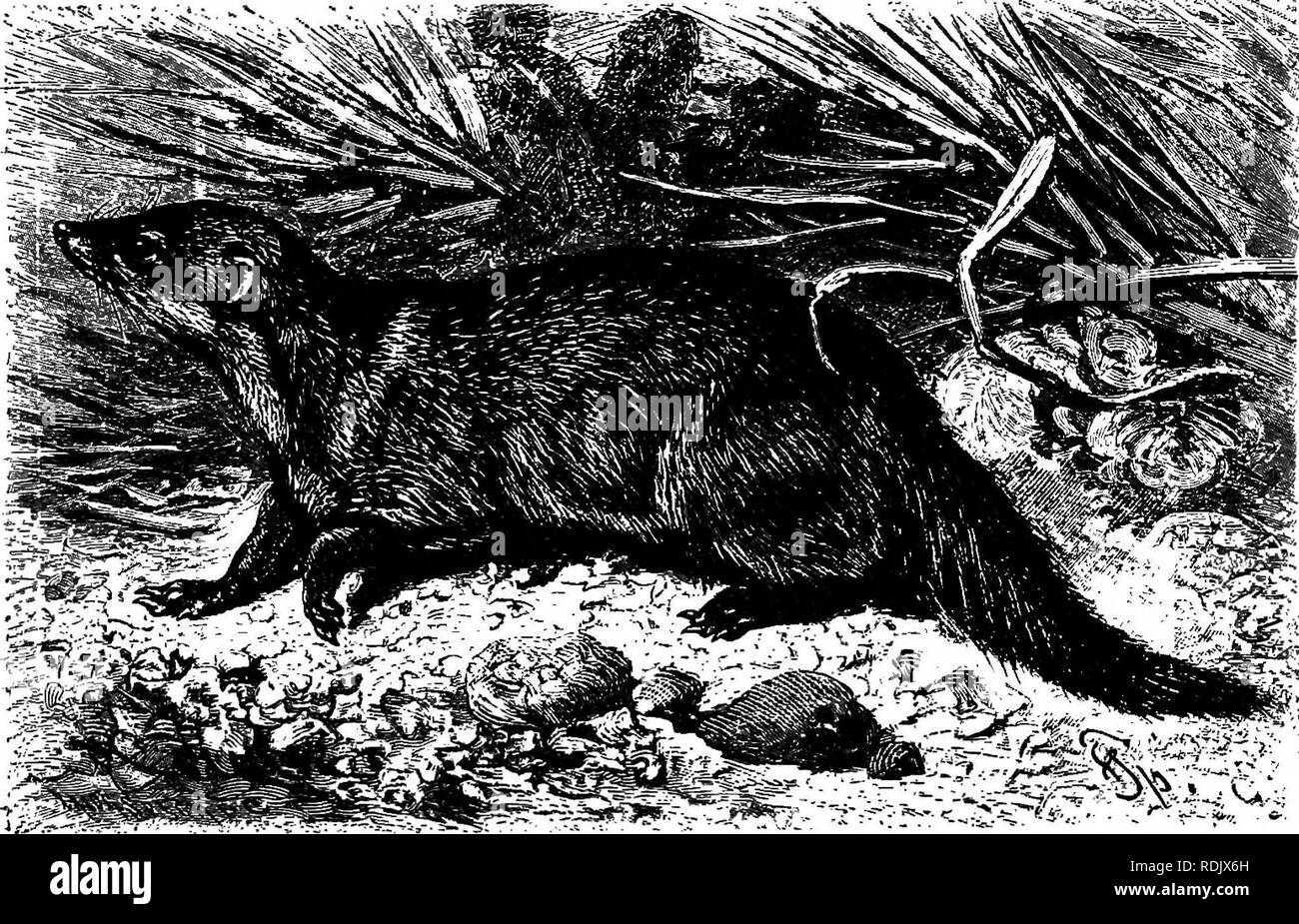 The animals of the world. Brehm's life of animals;. Mammals. 146 THE BEASTS  OF PREY. eyes are not surrounded by hair and therefore pre- sent the  appearance of being even fiercer