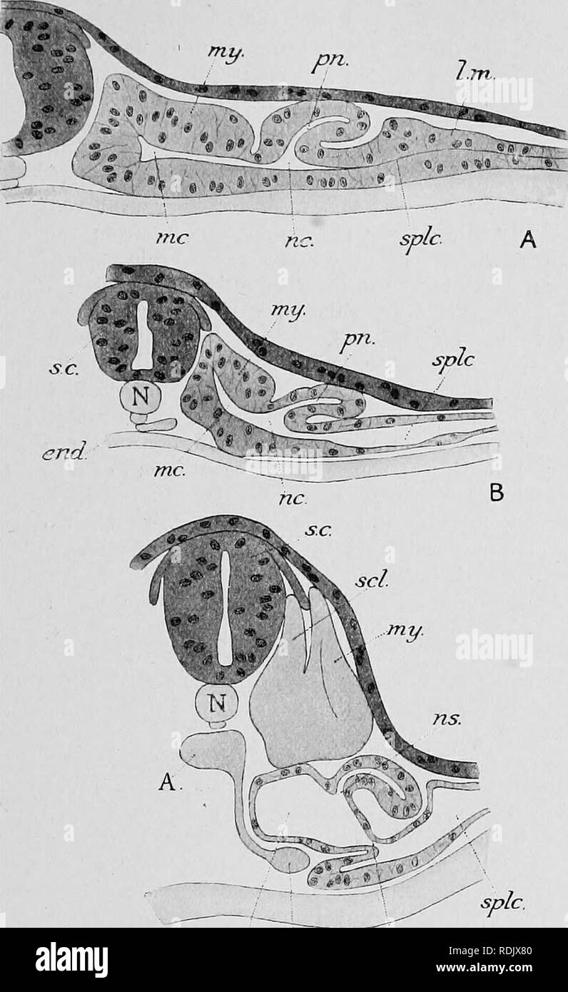 . Text-book of embryology. Embryology. iv PKONEPHEOS 225 the archinephric duct, which thus owes its origin to the fusion. 9l C Fig. 123.—Development of pronephros of Hypogeophis as seen in transverse sections. (Alter Brauer, 1902.) A, embryo with 22 segments ; B, with 29 segments ; C, with 44 segments. A, dorsal aorta ; end, endoderm ; gl, glomerulus ; Z.m, lateral mesoderm ; mc, myocoele ; my, myotome ; N, notochord ; no, nephroeoele; ns, nephrostome; p.c, peritoneal canal; pn, pronepliric tubule; s.c, spinal cord,; sel, sclerotome; splc, splanchnocoele. together of the outer ends of the tubu Stock Photo