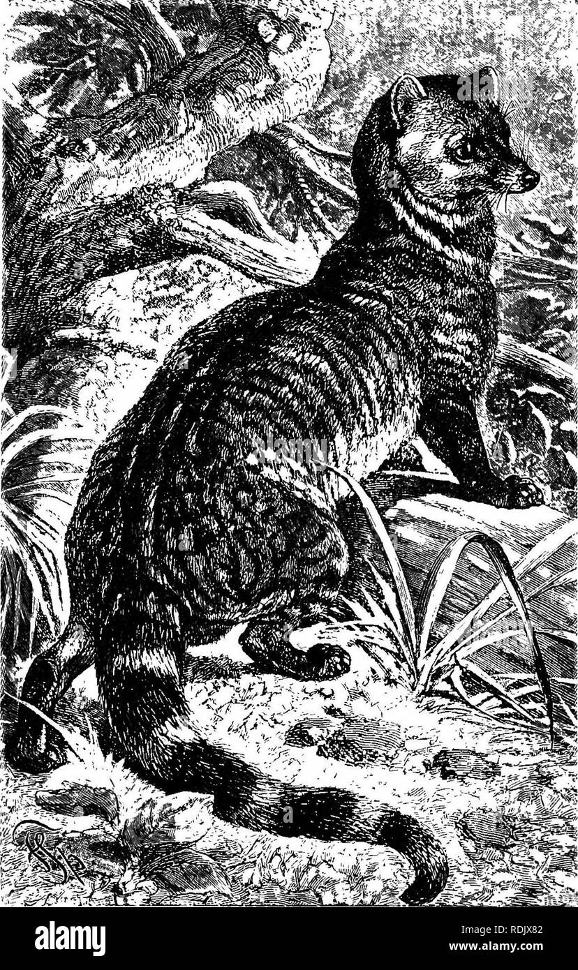 The animals of the world. Brehm's life of animals;. Mammals. 142 THE BEASTS OF PREY. matter, having the odor of musk. The general color of its fur is light gray, tinged The animals of the world. Brehm's life of animals;. Mammals. 142 THE BEASTS OF PREY. matter, having the odor of musk. The general color of its fur is light gray, tinged