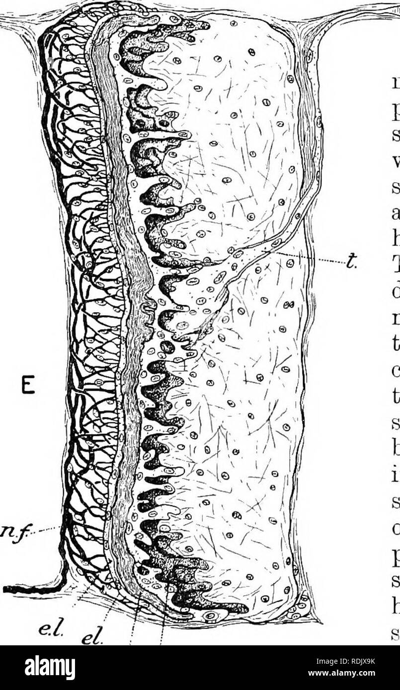 . Text-book of embryology. Embryology. s.l clI. ==w being now still thicker and the whole fibre having assumed the shape of a mace. In the expanded head portion of the mace the cross striation is becoming closer, while in the slender handle the striation is becoming blurred and in the portion next the head is almost disappearing. The end-plate forms a very definite layer of uniform thick- ness covering the truncated an- terior end of the mace. It is crowded with large nuclei and to it pass nerve-fibres which show a regular dichotomous branching. In the fibre shown in Fig. 118, D, taken from th Stock Photo