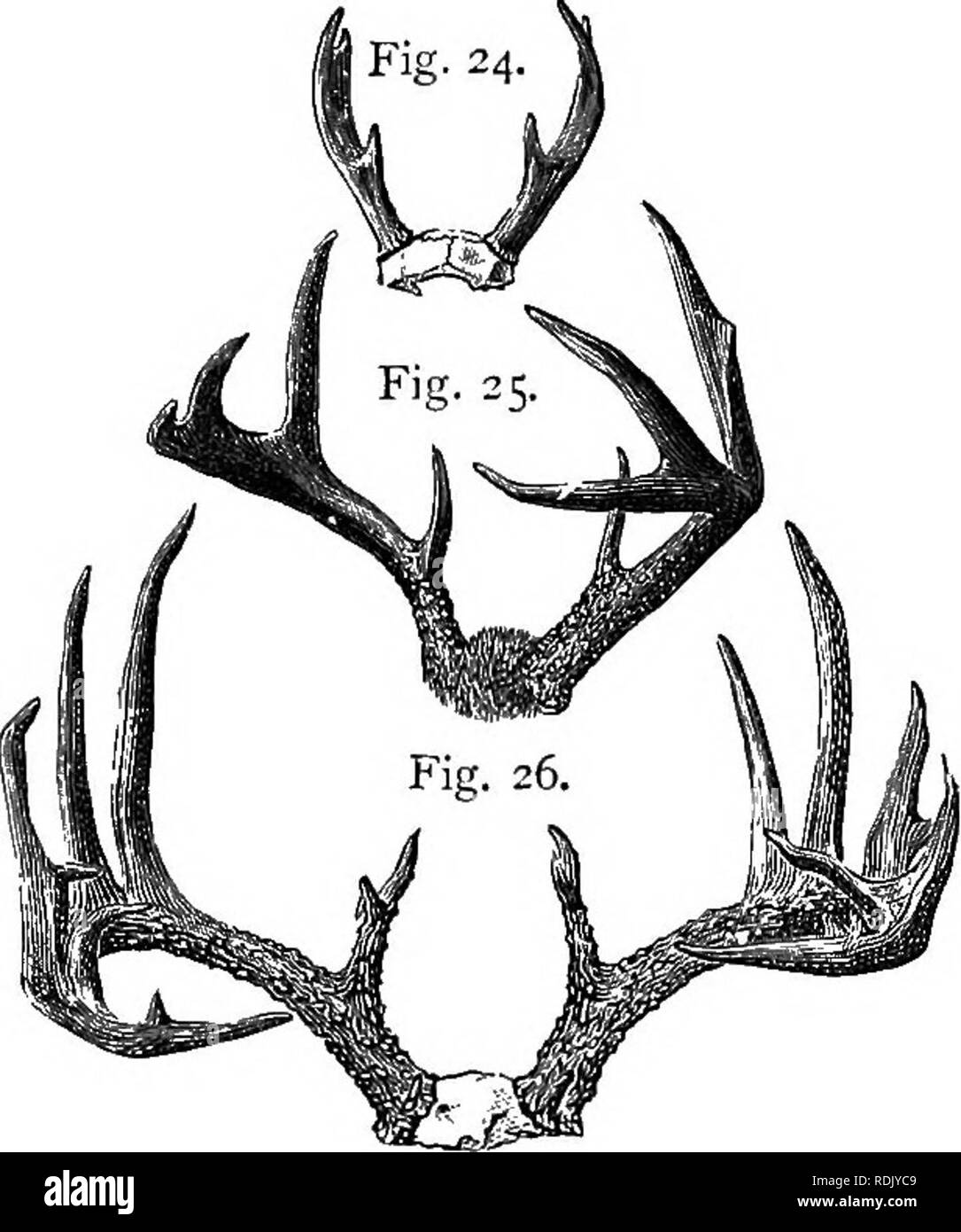 . The antelope and deer of America : a comprehensive treatise upon the natural history, including the characteristics, habits, affinities, and capacity for domestication of the Antilocapra and Cervidae of North America . Pronghorn; Deer; Mammals. 224 THE DEER OF AMERICA. Generally the antler of the Virginia Deer arises from the pedi- cel in the facial line spreading more or less to the basal snag. From that point it commences to curve upward and forward, and then downward and inward, till the extremities of the beams re- motely approach each other. This enables the animal by bow- ing his head  Stock Photo