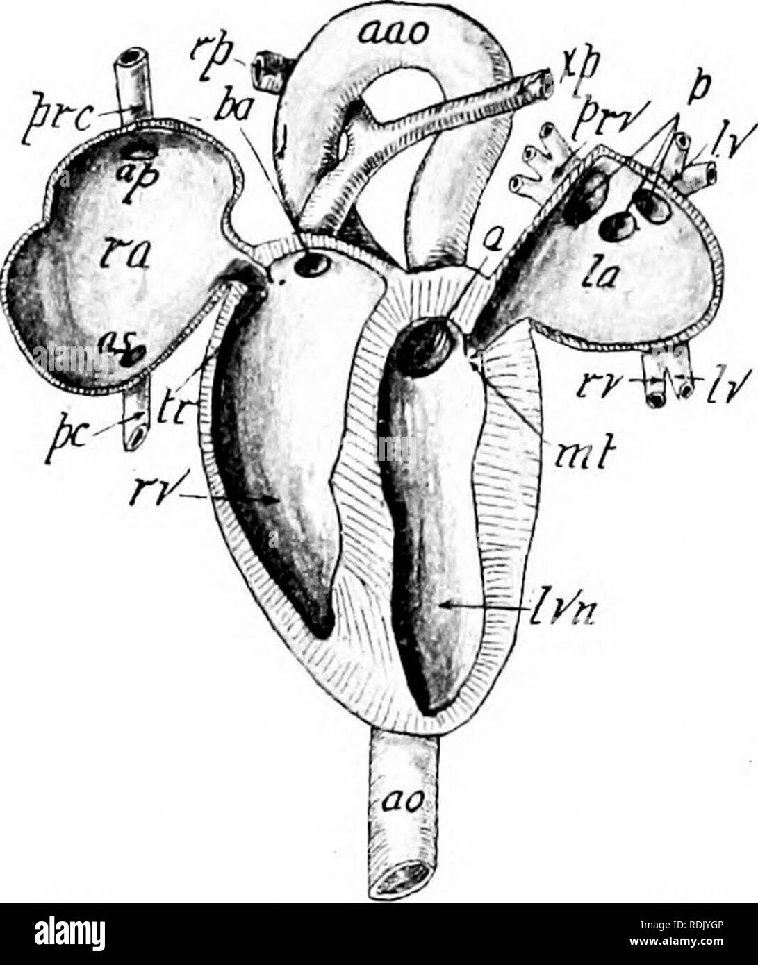 . Mammalian anatomy : with special reference to the cat . Mammals; Anatomy, Comparative; Cats. Fig. 68. Photograph of the Ven- tral Aspect of the Human Heart Injected. a, aorta ; b, left ventricle ; c, carotid arteries; d, right auricle; e, esophagus; I, left auricle; n, right auricle; s, subclavian ar- tery; t, trachea; v, superior vena cava, a natural size.. 'ig. 69. Heart Viewed Ven- trally, with Ventral Half of the Auricles and Ventricles Cut Away and the Auricles Drawn Laterad. Partly dia- grammatic. , Orifice of the aorta; ao, aorta; aao, arch of the aorta ; ap, orifice of the precava; a Stock Photo