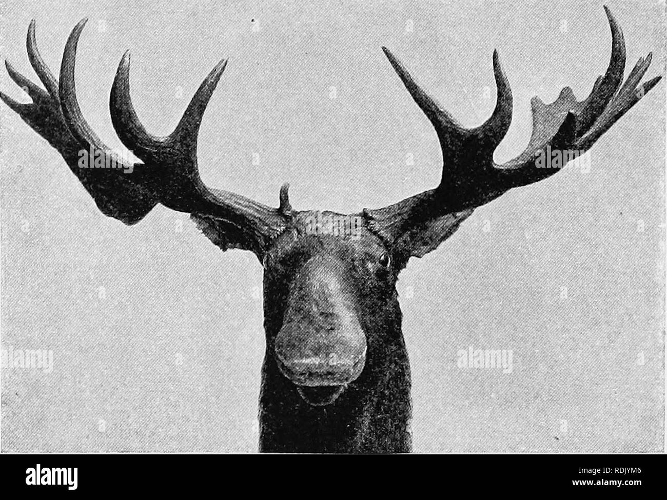 Moose Head Mounted Stock Photos Moose Head Mounted Stock - 