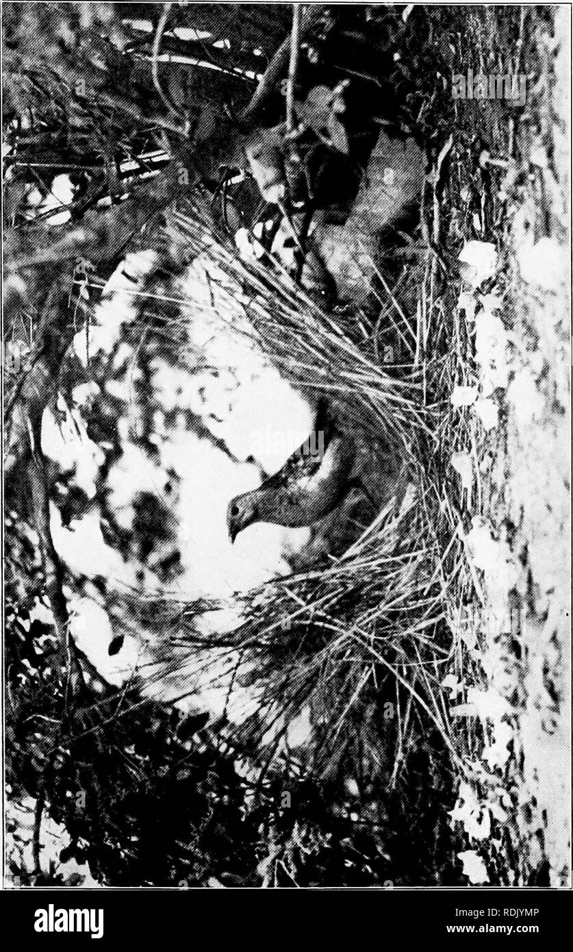 William Hornaday Stock Photos Amp William Hornaday Stock