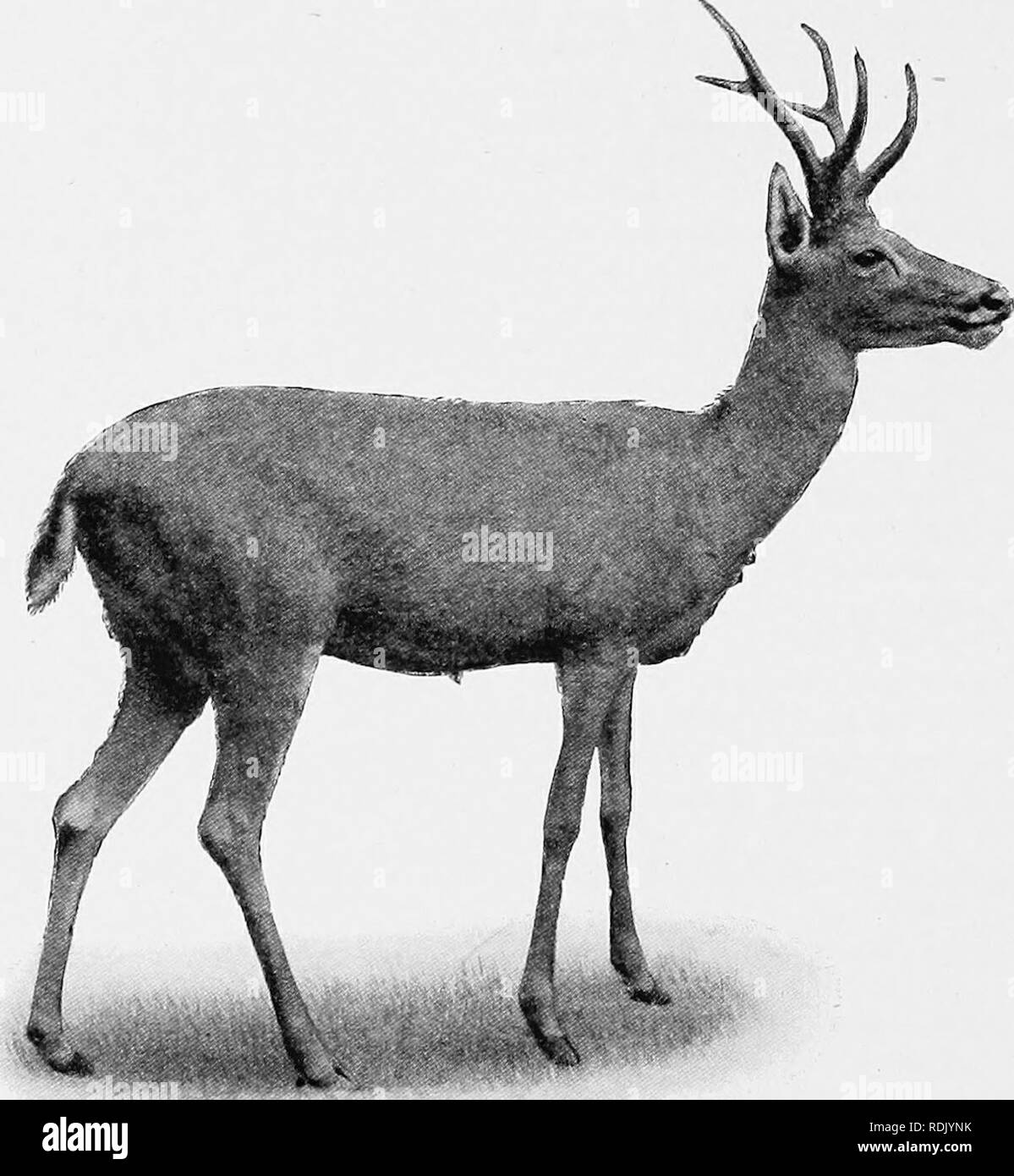 . Catalogue of the ungulate mammals in the British Museum (Natural History). Ungulates. 190 CATALOGUE OF UKGULATES of a roebuck, but more delicately and slenderly built; antlers of moderate size, with the lower, or front, prong of the main fork simple, and the upper, or posterior, prong divided and more complex, usual number of tines three; muzzle rather pointed; ears moderately large and filled with white hair; tail somewhat bushy; coat short and smooth, with a whorl. Fig. 30.—Pampas Ueeb {Blastocenis bezoarticus). on middle of back, and a second at base of the neck, so that the hairs on with Stock Photo