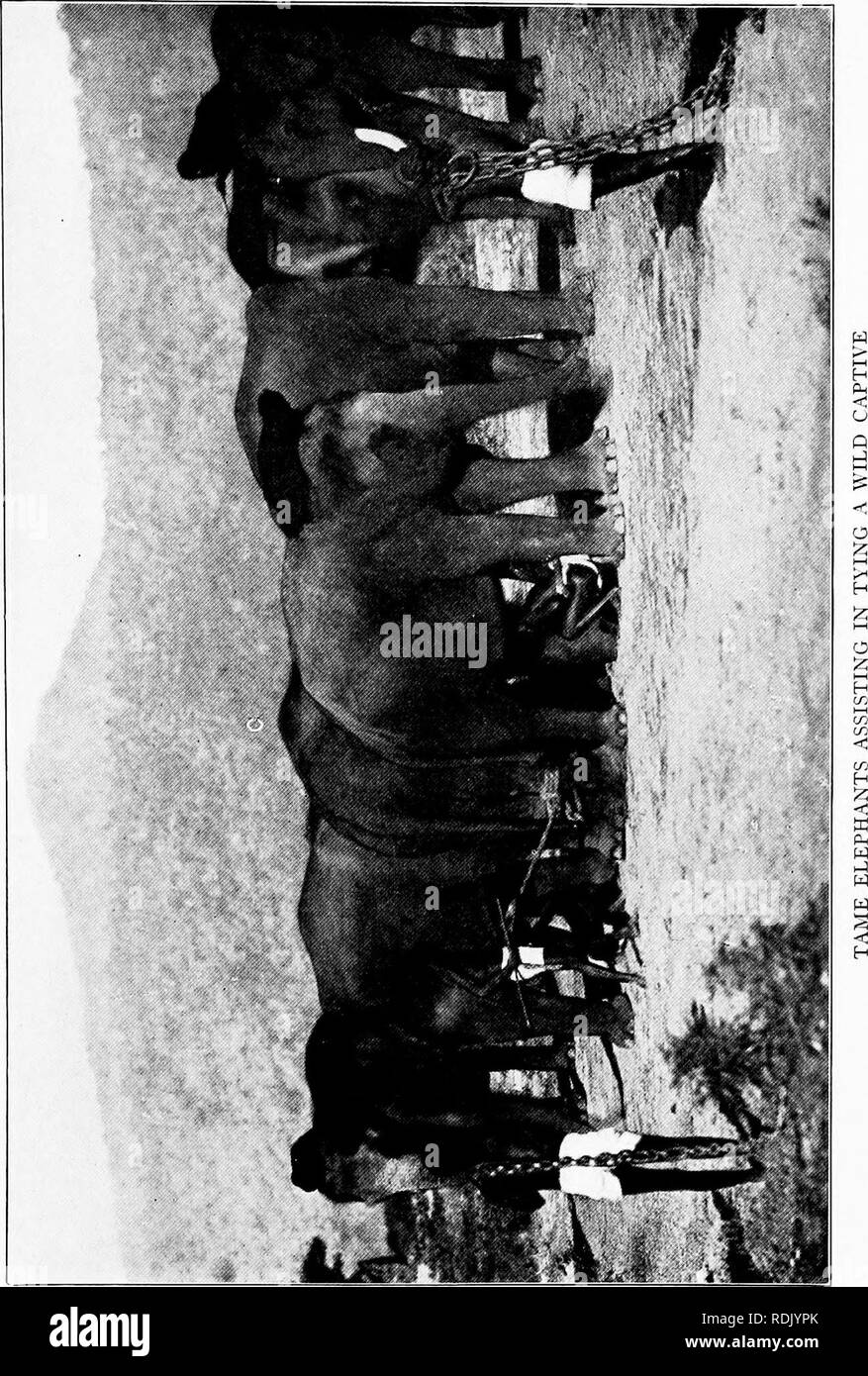 William Hornaday Stock Photos Amp William Hornaday Stock