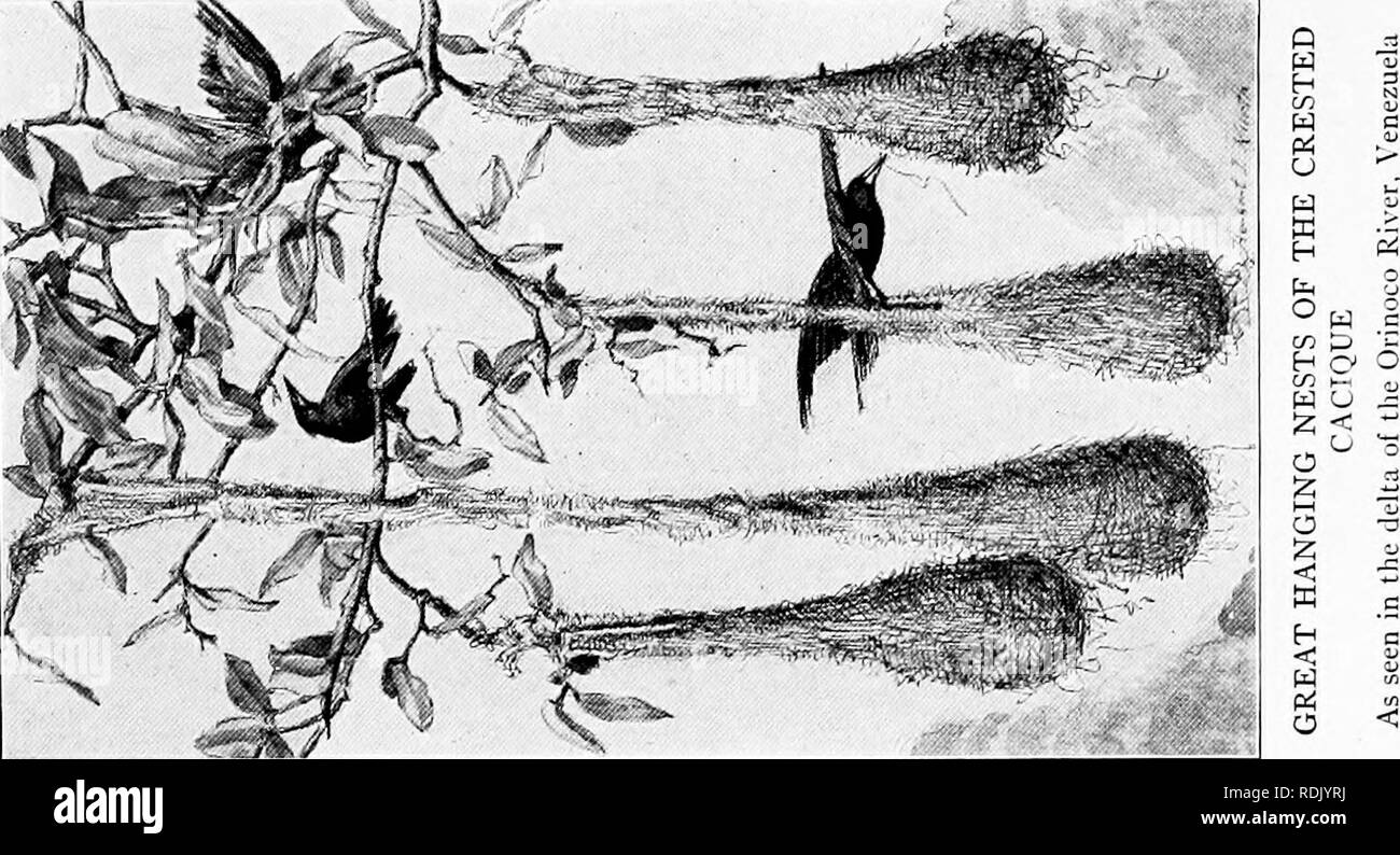 William Hornaday Stock Photos Amp William Hornaday Stock