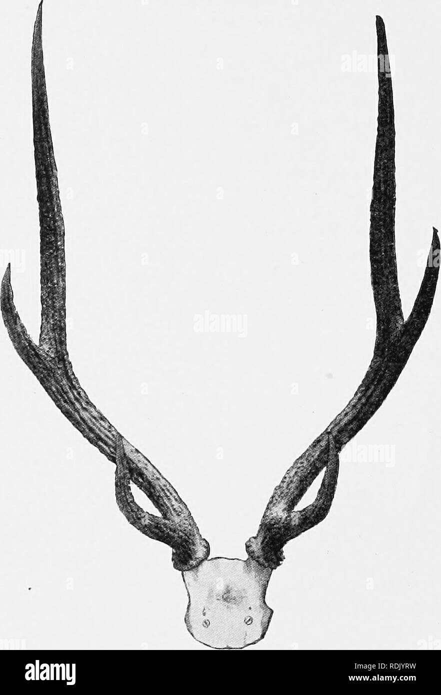 . Catalogue of the ungulate mammals in the British Museum (Natural History). Ungulates. 68 CATALOGUE OF UNGULATES of lower jaw whitish, with a brownish spot on the lower lip at angle of mouth; inner surfaces of ears whitish; tail yellowish brown above and dirty white beneath, at or near the tip uniformly blackish brown. In winter general colour. Pig. 16.—Peontlet and Antlers of Javan Rusa (Cervus [Easa] timoriensis tunjuc). Trom a specimen in tlie collection ol Sir E. G. Loder, Bart. more greyish brown; under-parts and inner surfaces of the upper portion of fore-legs, thighs, and buttocks dirt Stock Photo