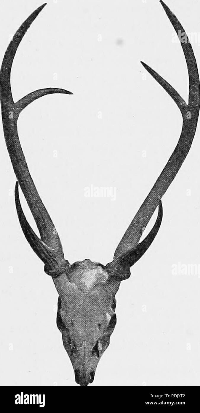 . Catalogue of the ungulate mammals in the British Museum (Natural History). Ungulates. CEKVID^ 55 Mamm. Indi,(, p. 508, 1884; Percy, Big Game Shooting (Bad- minton Lib)-.), vol. ii, p. 261, 1894; Dodsworth, Journ. Bombay Nat. Hist. Soc. vol. xxii, p. Y48, 1914. Cervus (Hyelaphus) porcinus, Simdevall, K. Svensha Vet.-Ah. Handl. 1844, p. 181, 1846; Ward, Records of Big Game, ed. 6, p. 70, 1910, ed. 7, p. 72, 1914; LydeMer, Cat. Hume Bequest Brit. Mus. p. 38, 1913.. Pig. 15.—Skull and Autleks of Hoq-Deek {Cervus [Hyelaphus] porcinus). Hyelaphus porcinus. Gray, List Osteol. Brit. Mus. p. 67, 1847 Stock Photo