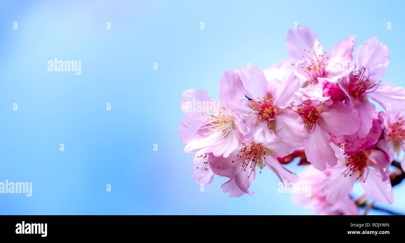 Beautiful cherry blossoms sakura tree bloom in spring over the blue sky ...