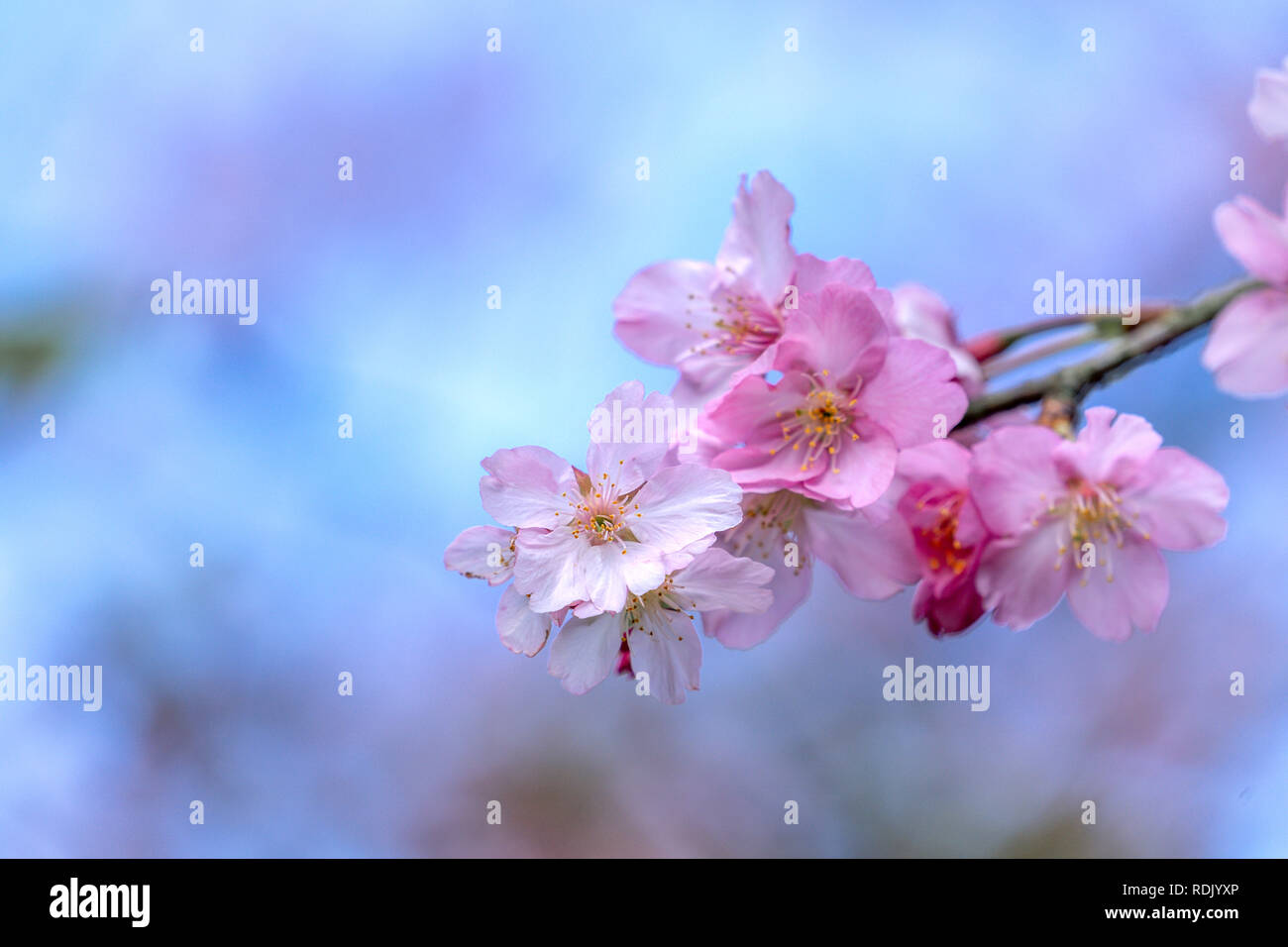 Beautiful cherry blossoms sakura tree bloom in spring over the blue sky ...