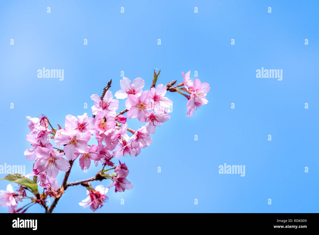 Beautiful cherry blossoms sakura tree bloom in spring over the blue sky ...