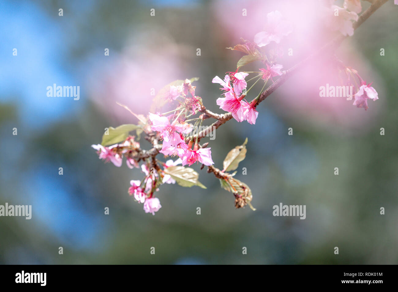 Beautiful cherry blossoms sakura tree bloom in spring over the blue sky ...