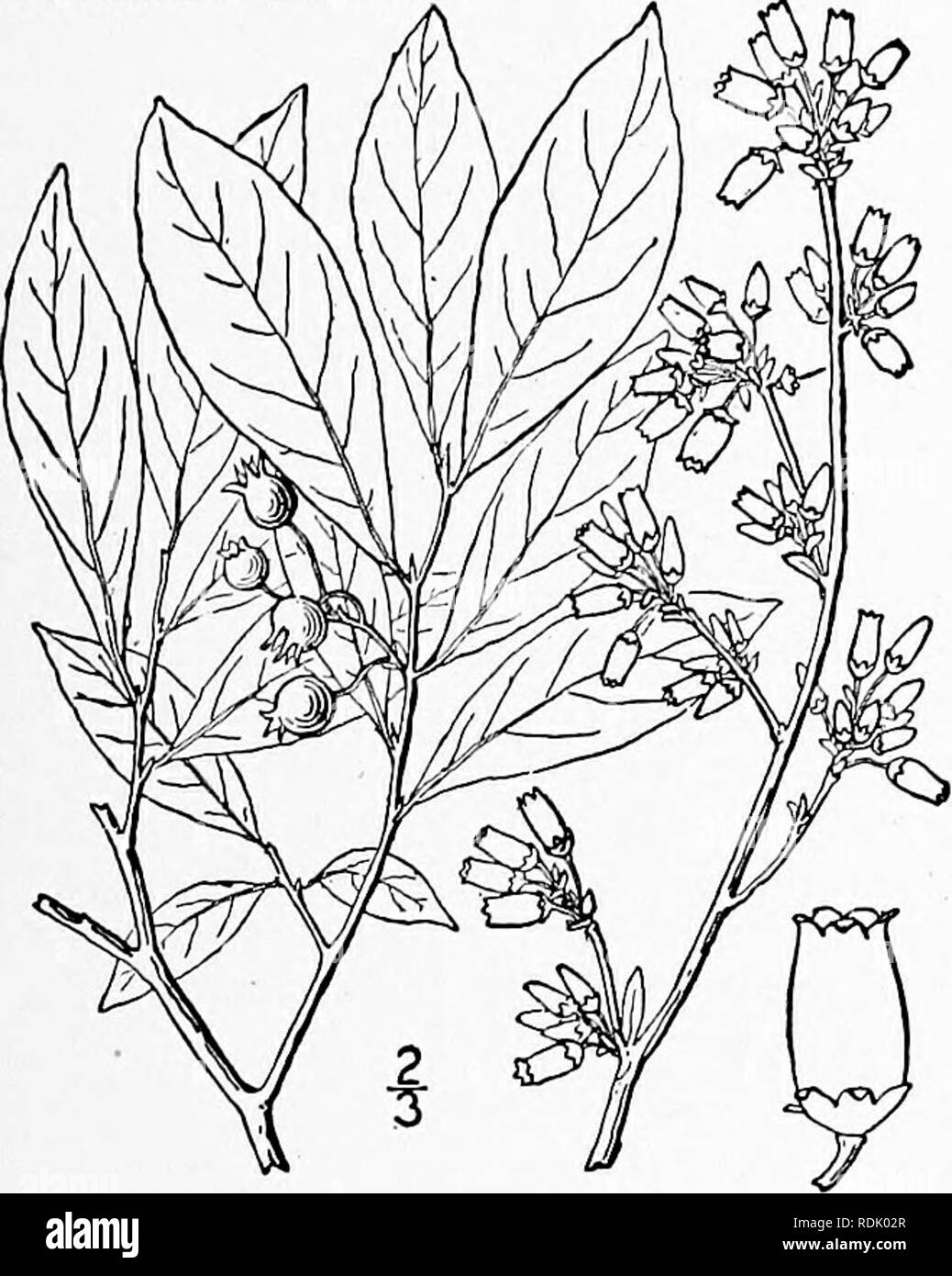 Densely branched shrub Black and White Stock Photos & Images - Alamy