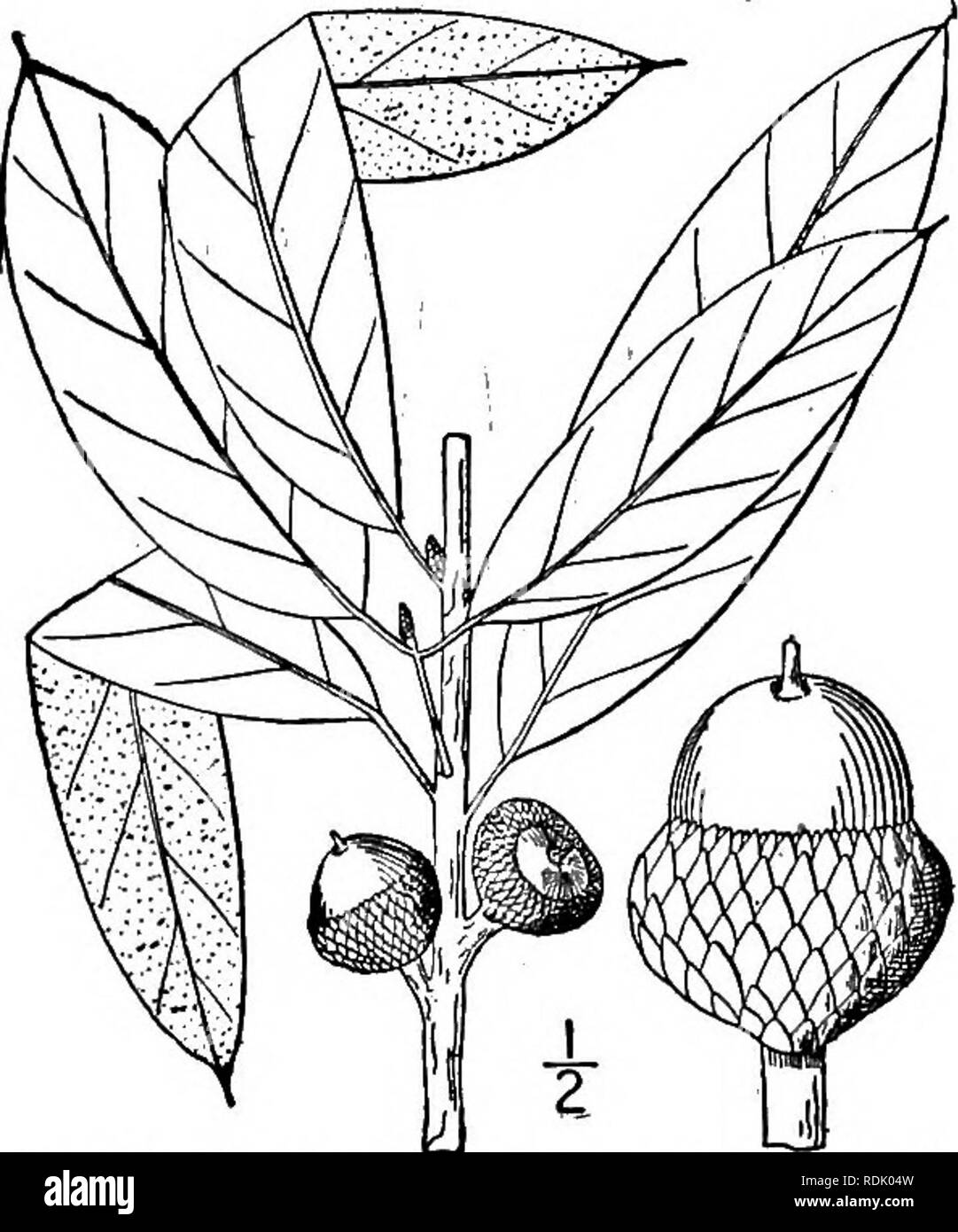 . An illustrated flora of the northern United States, Canada and the British possessions, from Newfoundland to the parallel of the southern boundary of Virginia, and from the Atlantic Ocean westward to the 102d meridian. Botany; Botany. 622 FAGACEAE. Vol. I.. 15. Quercus imbricaria Michx. Shingle Oak. Fig. 1528. Q. imbricaria Michx. Hist. Chen. Am. 9. pi. 75,16. 1801. A forest tree, with maximum height, about ioo°, and trunk diameter of 3$°. Leaves oblong or lanceolate, entire, coriaceous, acute at both ends, short-petioled, bristle-tipped, dark green above, per- sistently brown-tomentulose be Stock Photo