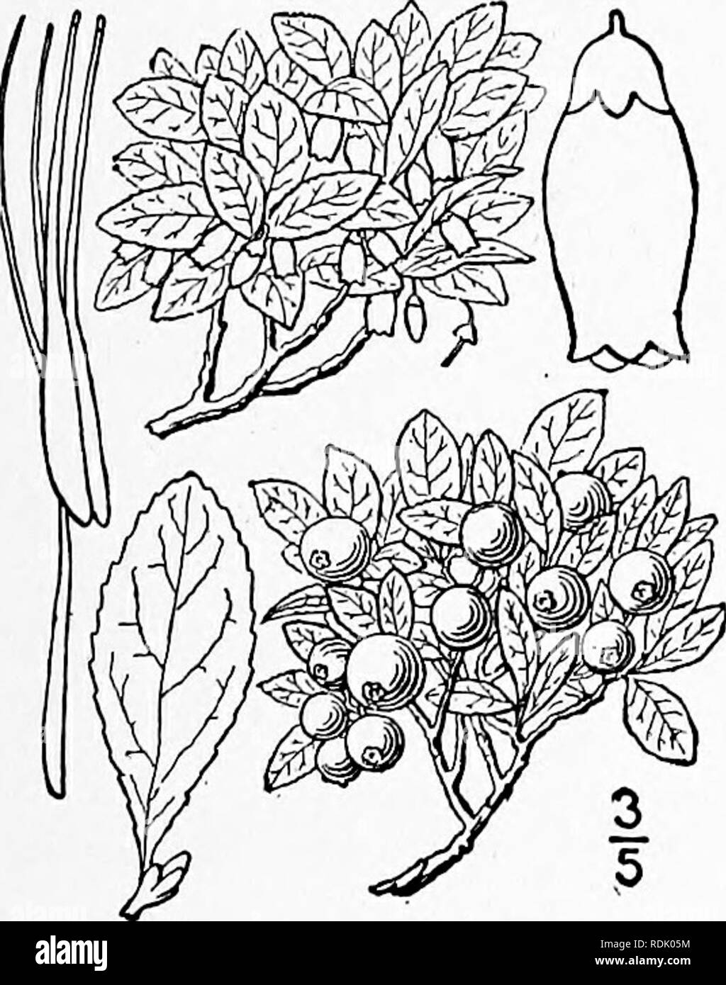 Evergreen dwarf shrub Black and White Stock Photos & Images - Alamy
