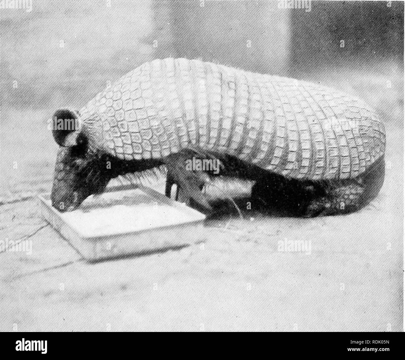 . The book of the animal kingdom. Mammals. Mammals. FIG. 71. HAIRY ARMADILLO. FIG. 72. TATOUAY ARMADILLO. Please note that these images are extracted from scanned page images that may have been digitally enhanced for readability - coloration and appearance of these illustrations may not perfectly resemble the original work.. Westell, William Percival. London, J. M. Dent; New York, E. P. Dutton Stock Photo