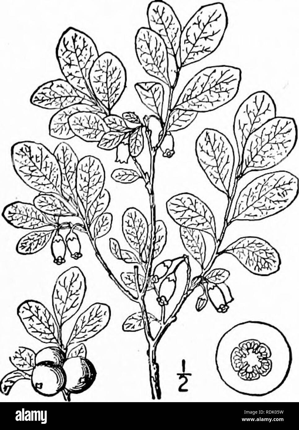 . An illustrated flora of the northern United States, Canada and the British possessions, from Newfoundland to the parallel of the southern boundary of Virginia, and from the Atlantic Ocean westward to the 102d meridian. Botany; Botany. Genus 5. HUCKLEBERRY FAMILY. 699 Corolla nearly cylindric. Tall swamp shrub ; corolla pink, 3&quot;-4&quot; long. Low upland shrub ; corolla white, 2&quot;-^&quot; long. I. Vaccinium uliginosum L. Great or Bog Bilberry. Bog Whortleberry. Bleaberry. Fig. 3259. Vaccinium uliginosum L. Sp. PI. 350. 1753. A stiff much-branched shrub, 6'-24' high. Leaves thiols when Stock Photo