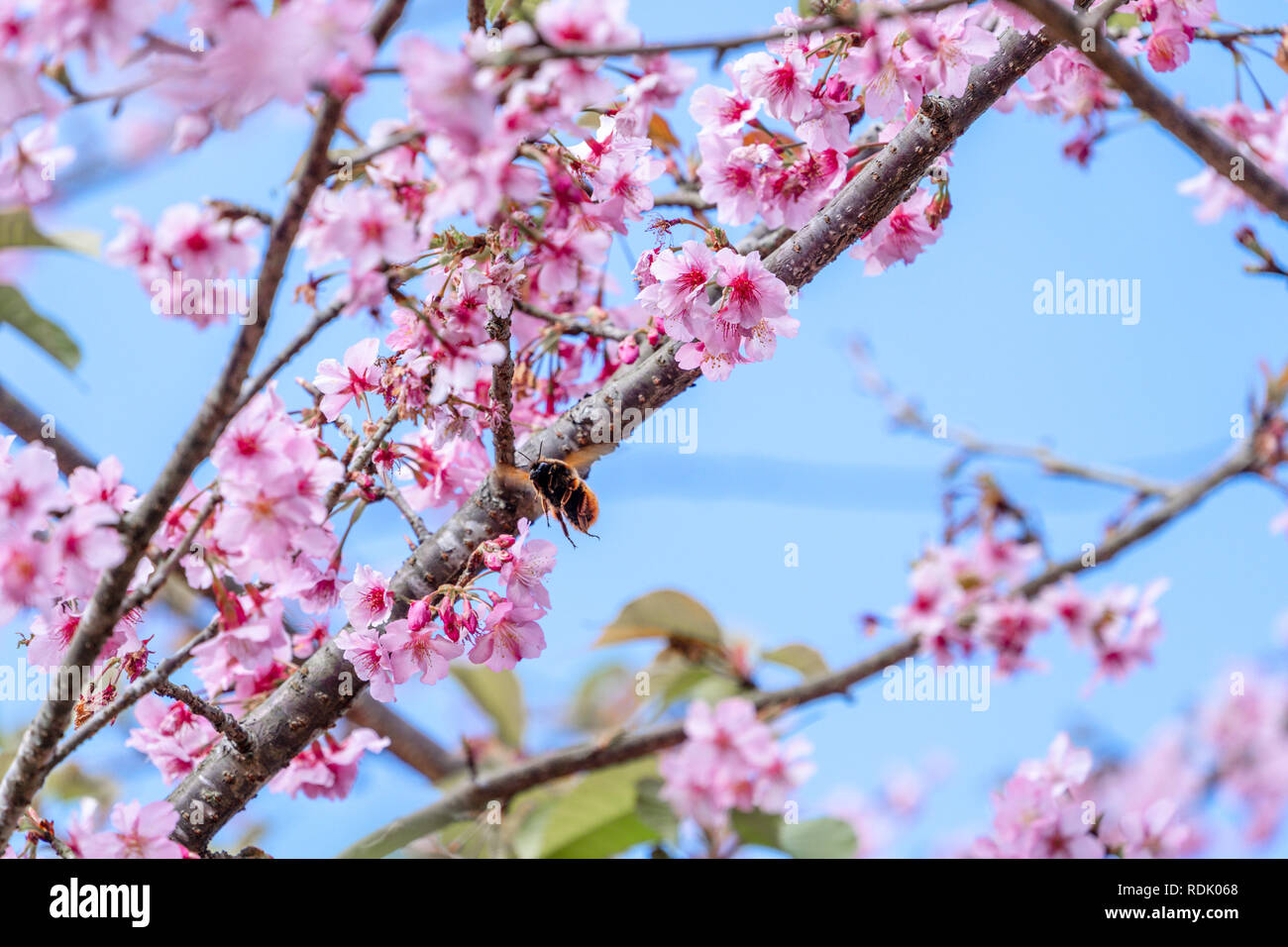 Beautiful cherry blossoms sakura tree bloom in spring over the blue sky ...