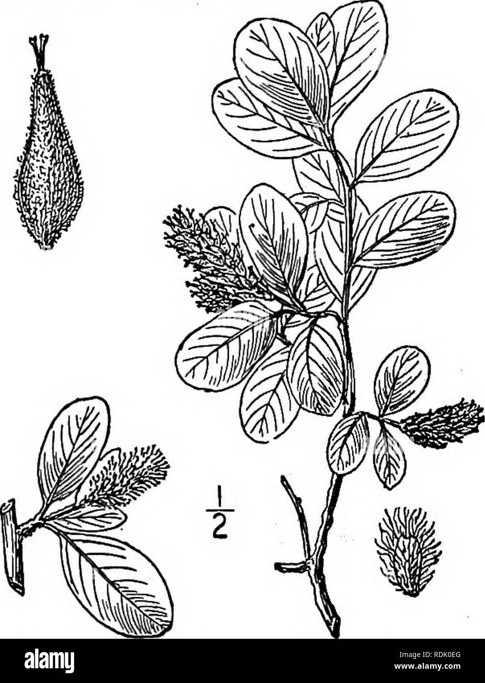 . An illustrated flora of the northern United States, Canada and the British possessions, from Newfoundland to the parallel of the southern boundary of Virginia, and from the Atlantic Ocean westward to the 102d meridian. Botany; Botany. 35. Salix arctica Pall. Arctic Willow. Ground Willow. Fig. 1485. Salix arctica Pall. Fl. Ross. 1: Part 2, 86. 1788. A low branching shrub, rarely 6' high, the twigs terete or nearly so. Leaves glabrous, elliptic or broadly obovate, entire, obtuse and usually rounded at the apex, narrowed or rounded at the base, long-petioled, pale, glaucous and reticulate- vein Stock Photo