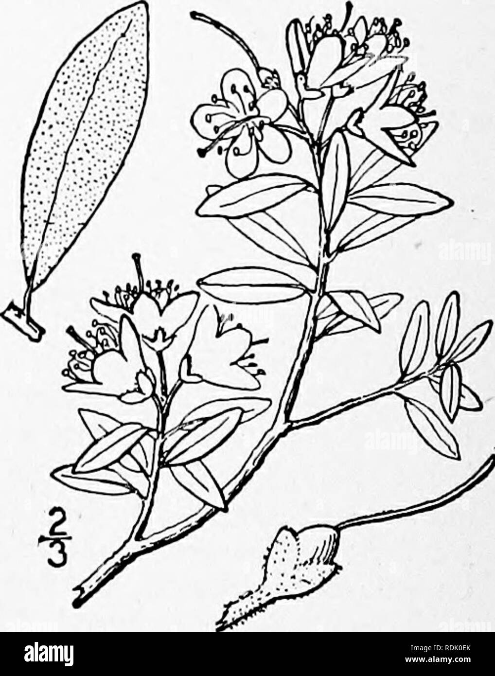 4 Lobed Flowers Black And White Stock Photos Images Alamy