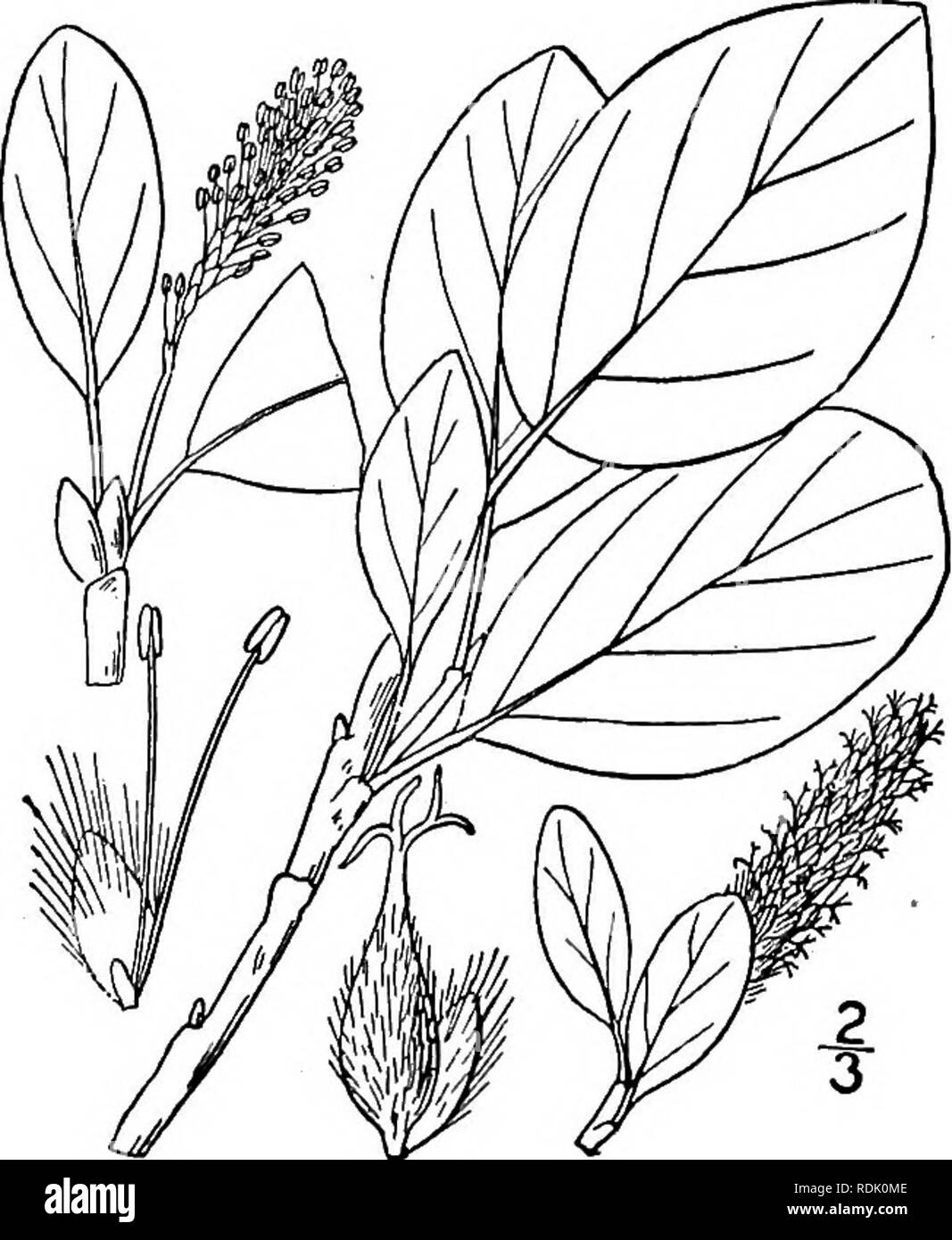 . An illustrated flora of the northern United States, Canada and the British possessions, from Newfoundland to the parallel of the southern boundary of Virginia, and from the Atlantic Ocean westward to the 102d meridian. Botany; Botany. 604 SALICACEAE. Vol. I.. 35. Salix arctica Pall. Arctic Willow. Ground Willow. Fig. 1485. Salix arctica Pall. Fl. Ross. 1: Part 2, 86. 1788. A low branching shrub, rarely 6' high, the twigs terete or nearly so. Leaves glabrous, elliptic or broadly obovate, entire, obtuse and usually rounded at the apex, narrowed or rounded at the base, long-petioled, pale, glau Stock Photo