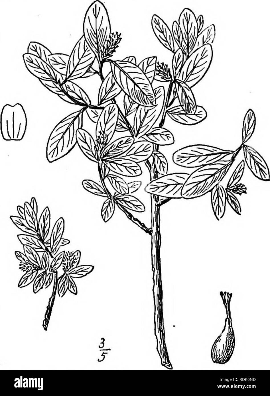 . An illustrated flora of the northern United States, Canada and the British possessions, from Newfoundland to the parallel of the southern boundary of Virginia, and from the Atlantic Ocean westward to the 102d meridian. Botany; Botany. 31. Salix reticulata L. Net-veined Willow. Fig. 1481. Salix reticulata L. Sp. PI. 1018. 1753. Salix orbicularis Anders, in DC. Prodr. i62: 300. 1868. A procumbent shrub, 3'-io' high, often sending out roots from the twigs, the young shoots 4-sided, purple-green. Leaves elliptic or obovate, thick, ob- tuse, narrowed, rounded or subcordate at the base, slender-pe Stock Photo