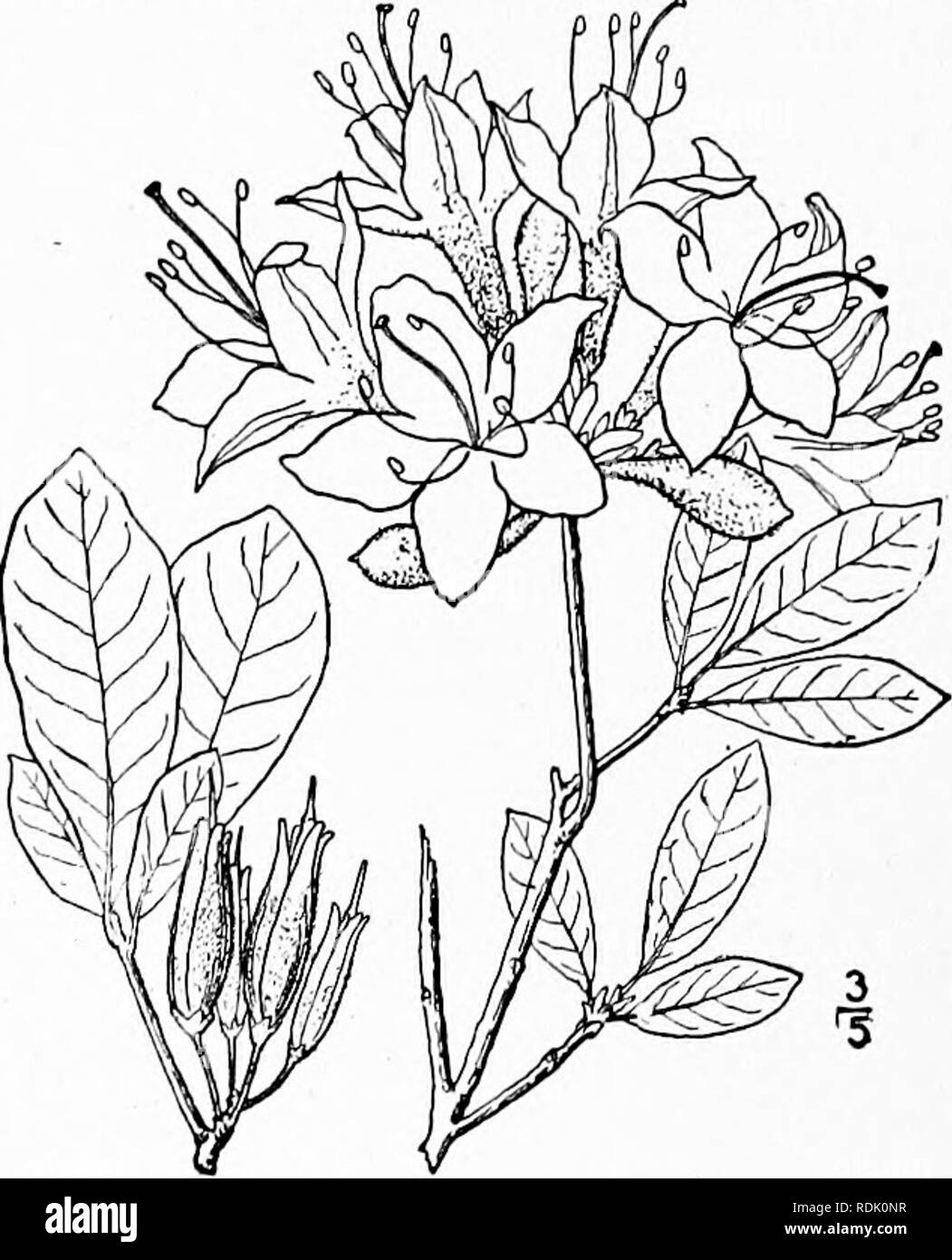 . An illustrated flora of the northern United States, Canada and the British possessions, from Newfoundland to the parallel of the southern boundary of Virginia, and from the Atlantic Ocean westward to the 102d meridian. Botany; Botany. A branching shrub, 4°-iS° high, the twigs glabrous or sparingly pubescent. Leaves oval, elliptic or sometimes obovate, wider and shorter than those of the preceding species, permanently more or less soft-canescent and pale beneath and stiff-hairy or pubescent on the veins, varying to nearly glabrous, the margins ciliolate-serrulate; pedicels glandular; flowers  Stock Photo