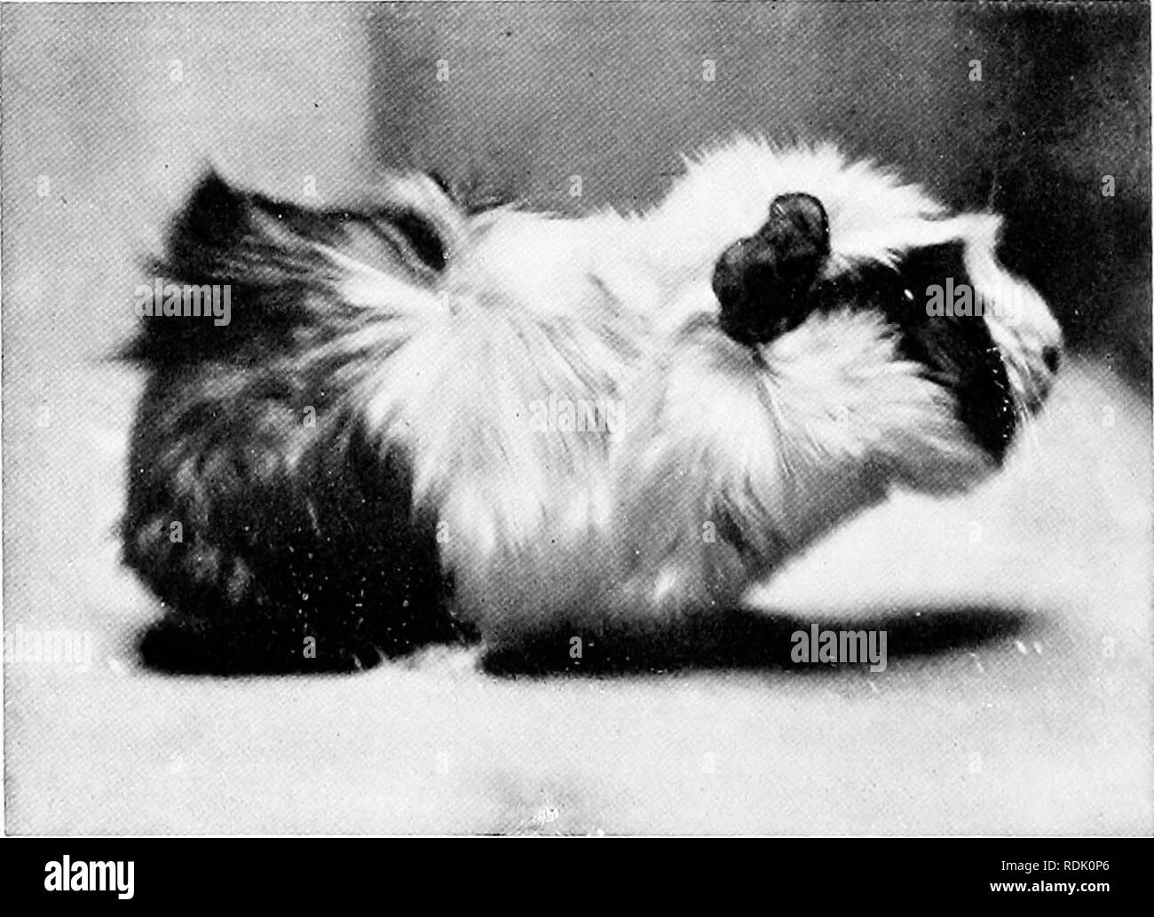 Long Haired Guinea Pig Black And White Stock Photos Images Alamy