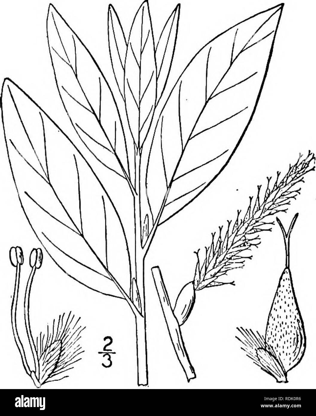 . An illustrated flora of the northern United States, Canada and the British possessions, from Newfoundland to the parallel of the southern boundary of Virginia, and from the Atlantic Ocean westward to the 102d meridian. Botany; Botany. Salix squamata Rydb., with fruiting aments persistent until September on leafy branches, the yellowish scales longer than the pedicels, is probably a state of the preceding species. 23. Salix humilis Marsh. Prairie Willow. Fig. 1473. Salix humilis Marsh. Arb. Am. 140. 1785. A shrub, 2°-8° tall, the twigs tomentose or pubescent, terete. Leaves mostly oblanceo- l Stock Photo